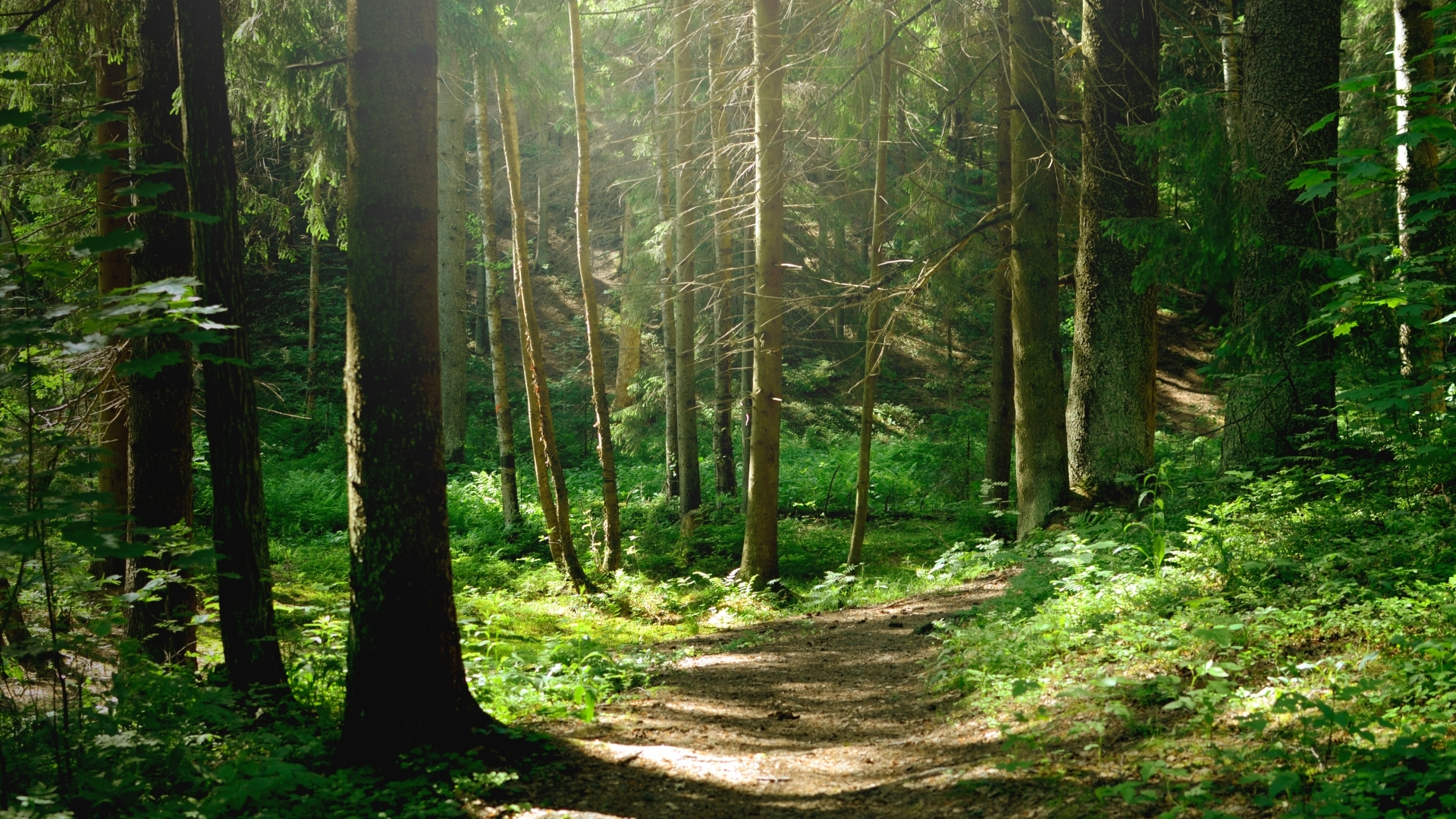 Bund Naturschutz ist sauer: Massenhaft dicke Bäume im Steigerwald gefällt