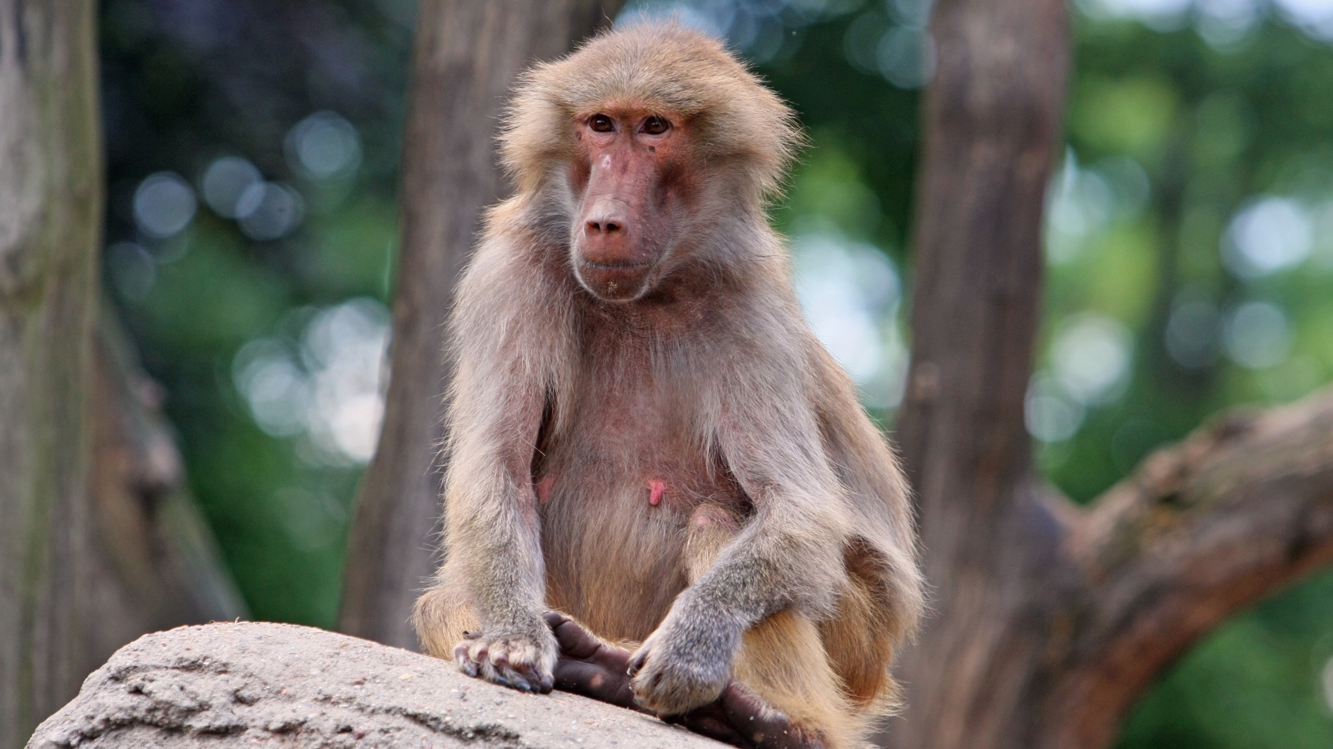 Nach Tötung von Pavianen in Nürnberg: Jetzt gibts Nachwuchs bei den Tieren