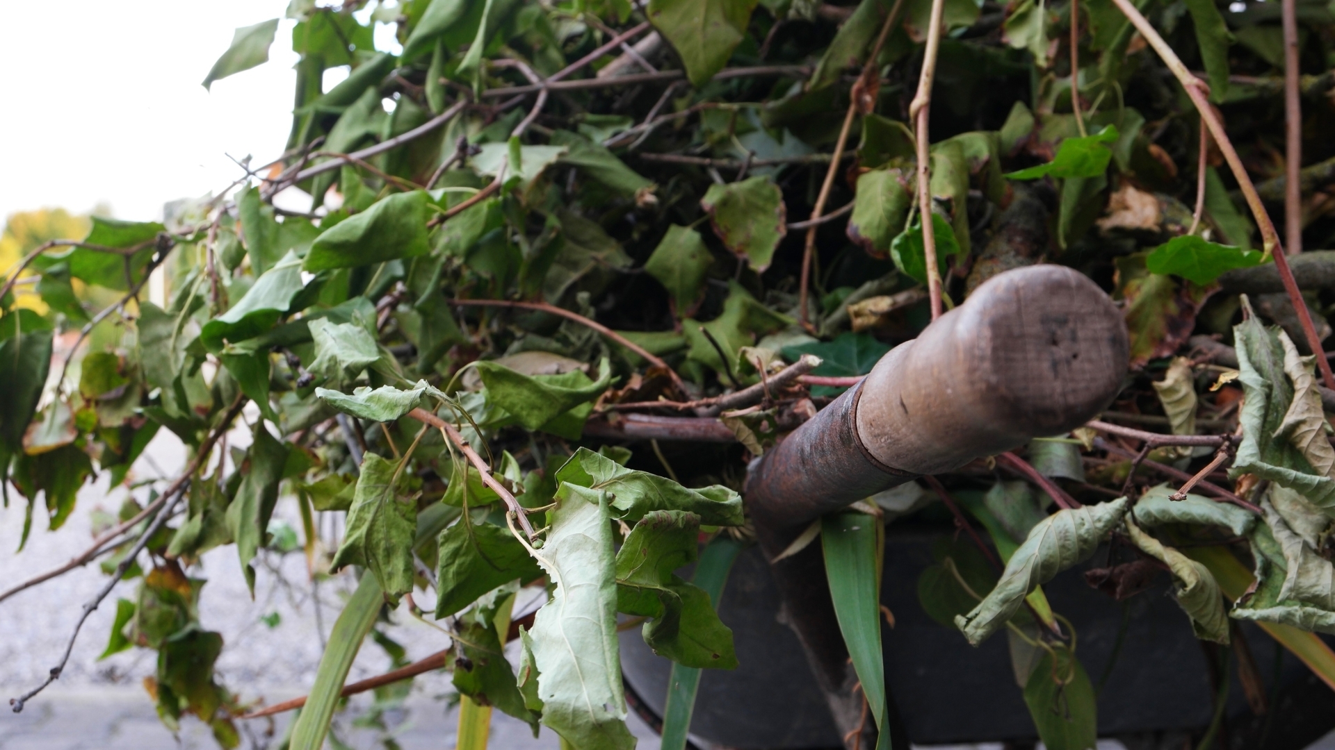 Gehölzschnitt in Bamberg: Nur noch bis Ende Februar erlaubt