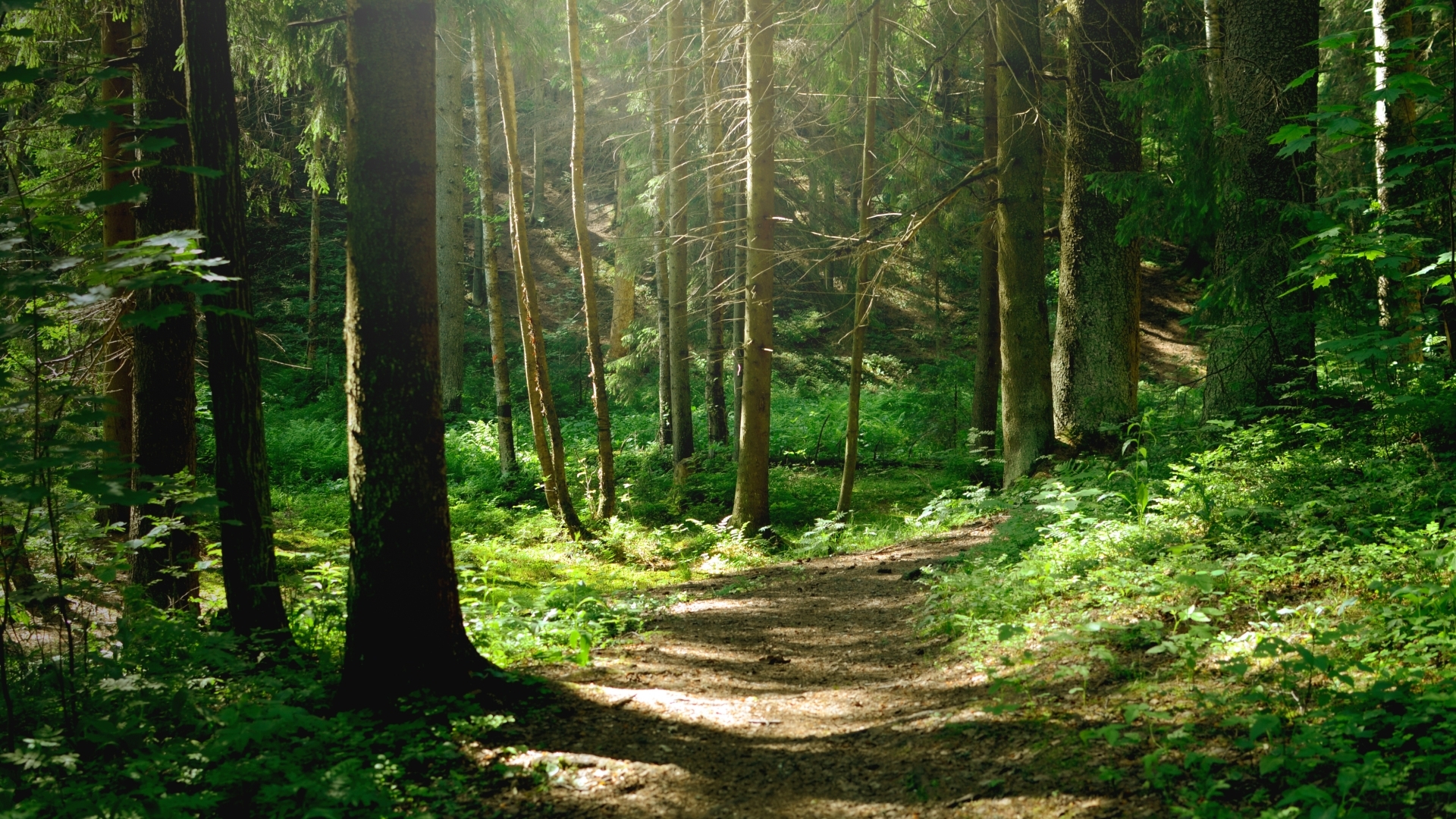 Waldzustandsbericht alarmiert: Bayerns Wälder weiter unter starkem Klimastress