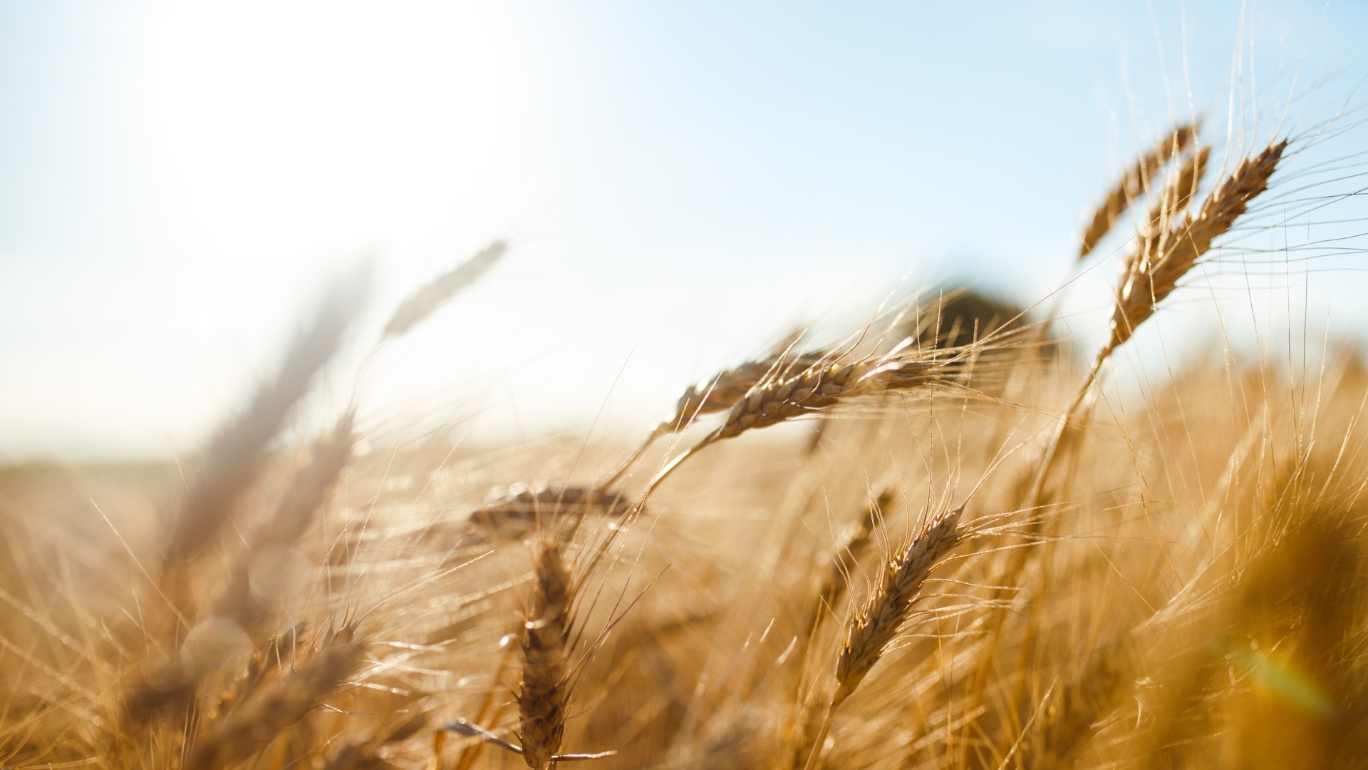 Oberfrankens Landwirte kämpfen mit schwacher Ernte