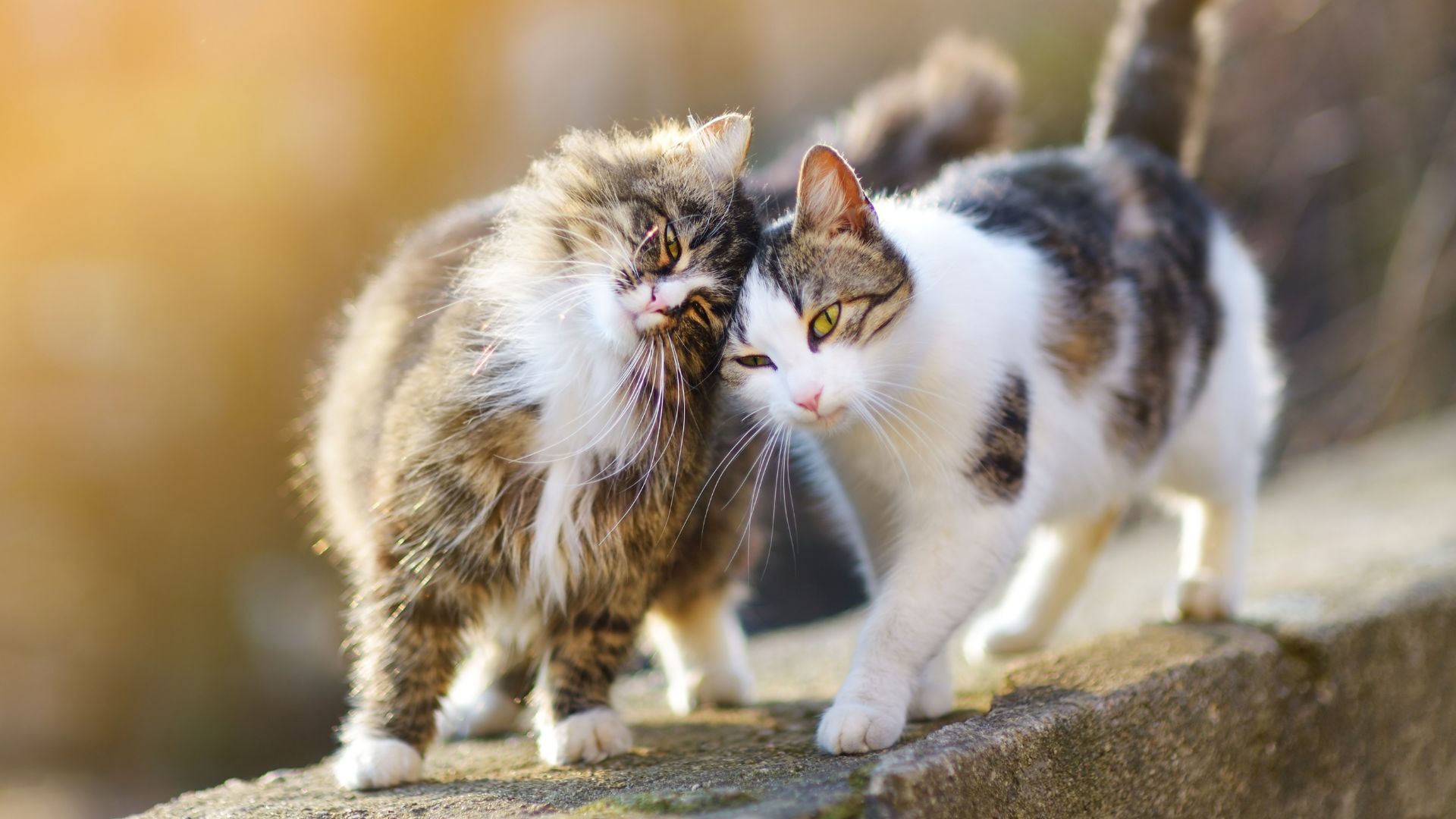 Tierheim Bamberg nimmt wieder Fundtiere auf – Stadt und Tierschutzverein arbeiten an langfristiger Lösung