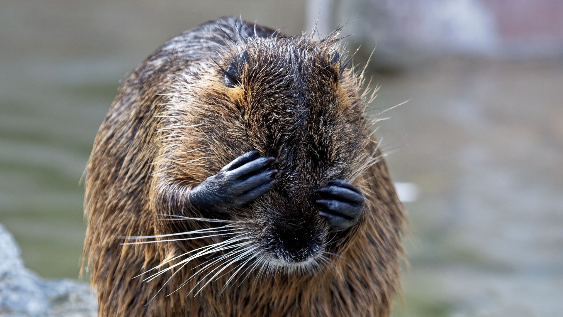 Bamberg: Biber aus misslicher Lage befreit