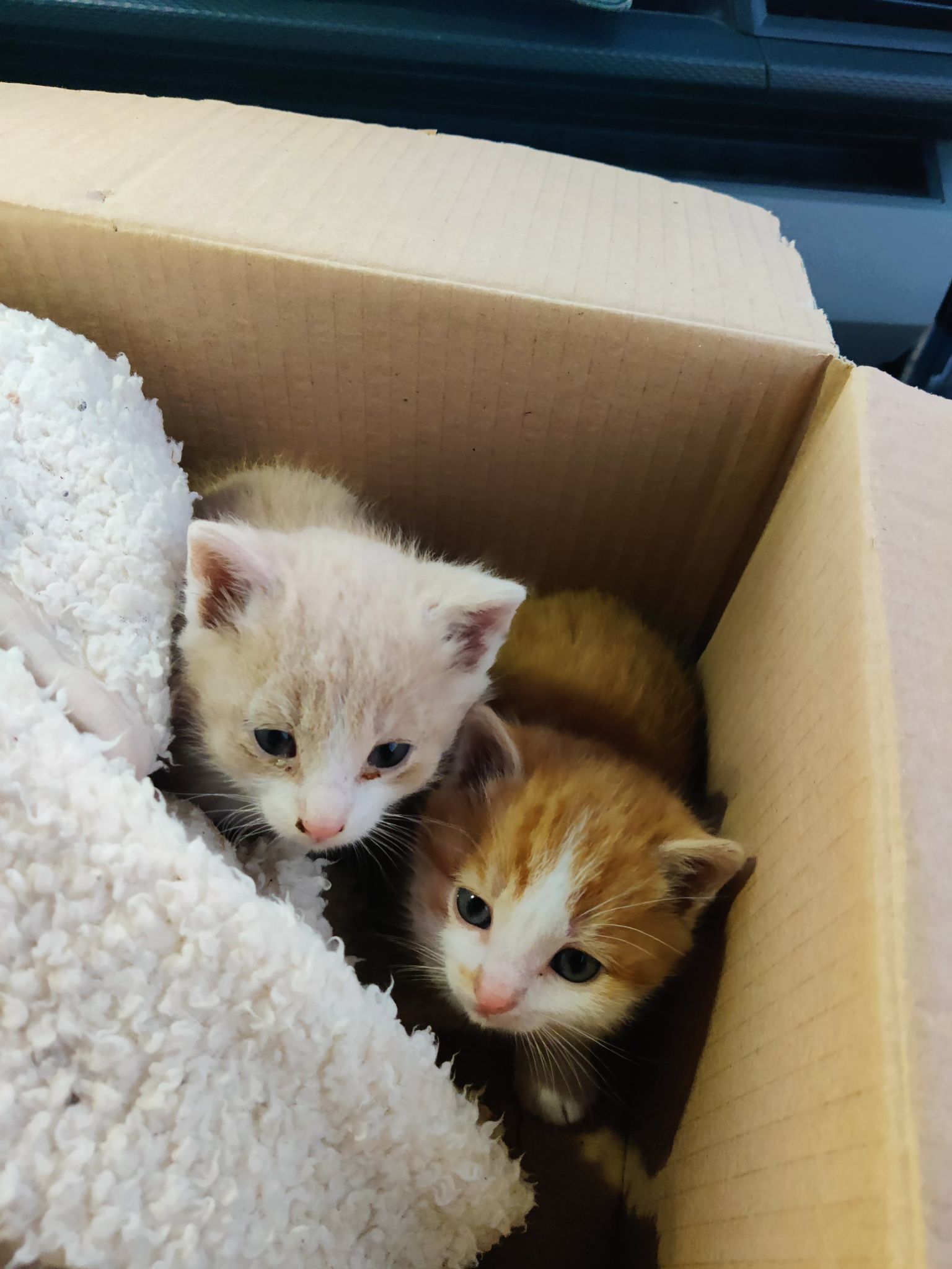 Paar mit Hund rettet zwei Kätzchen vor dem Kältetod