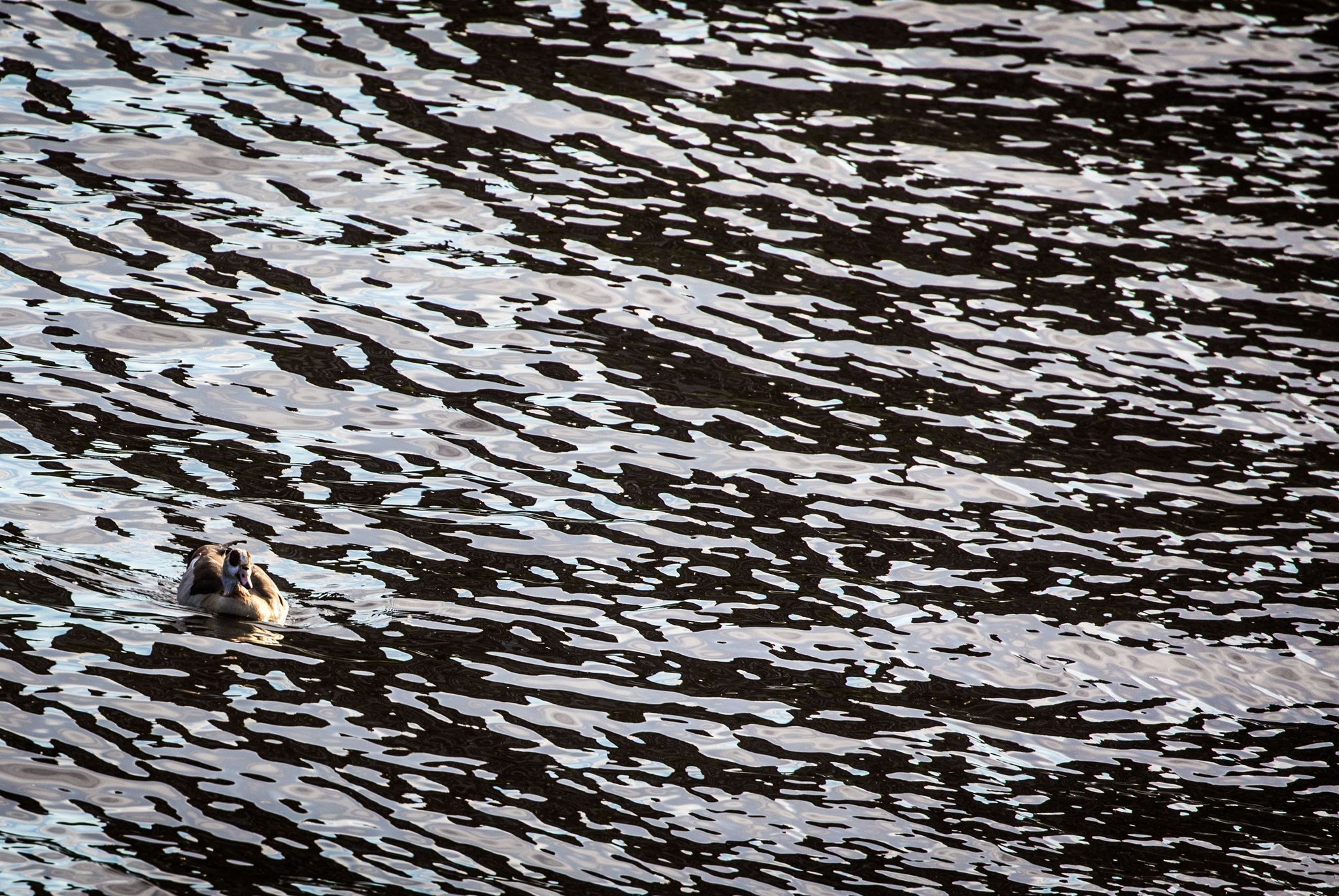 Bei Schiffsunfall läuft Dieselkraftstoff in den Main