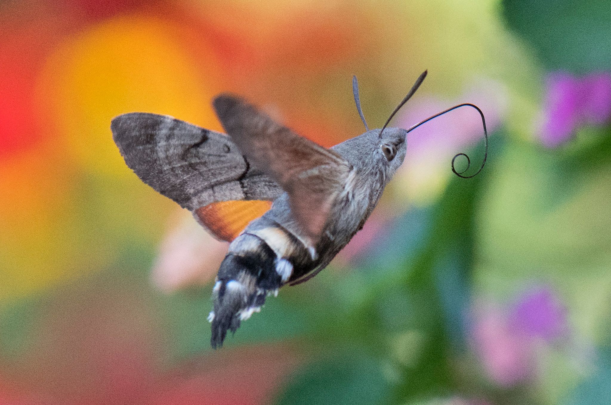 Advent, Advent, wer den Schmetterling erkennt