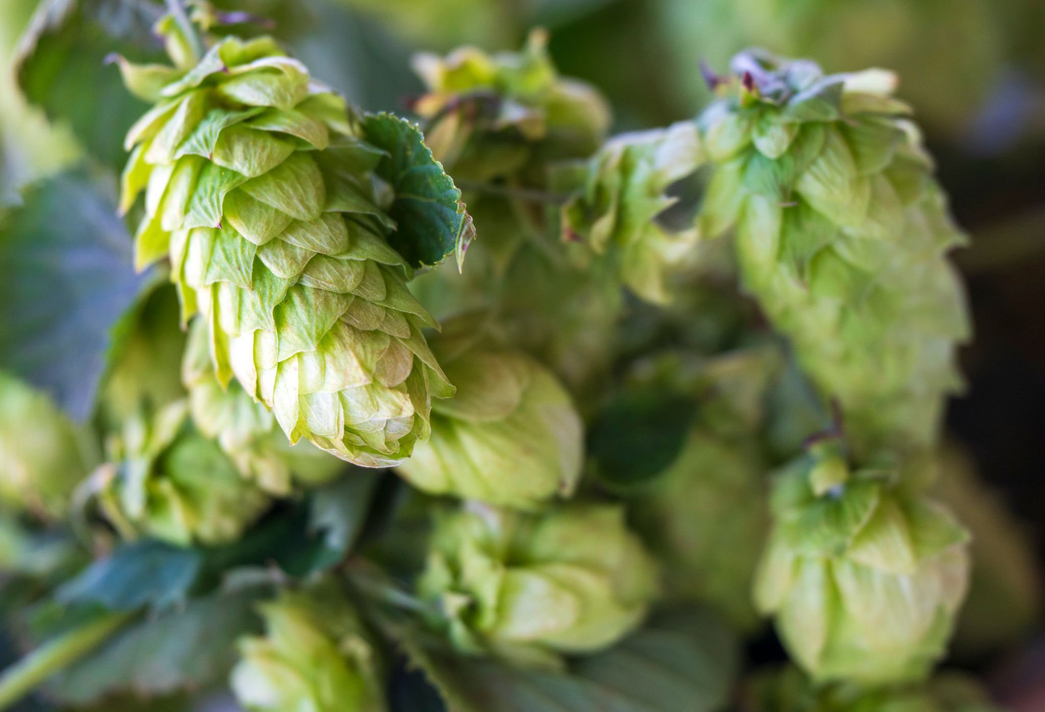 Weniger Hopfen geerntet – Umbruch der Branche erwartet