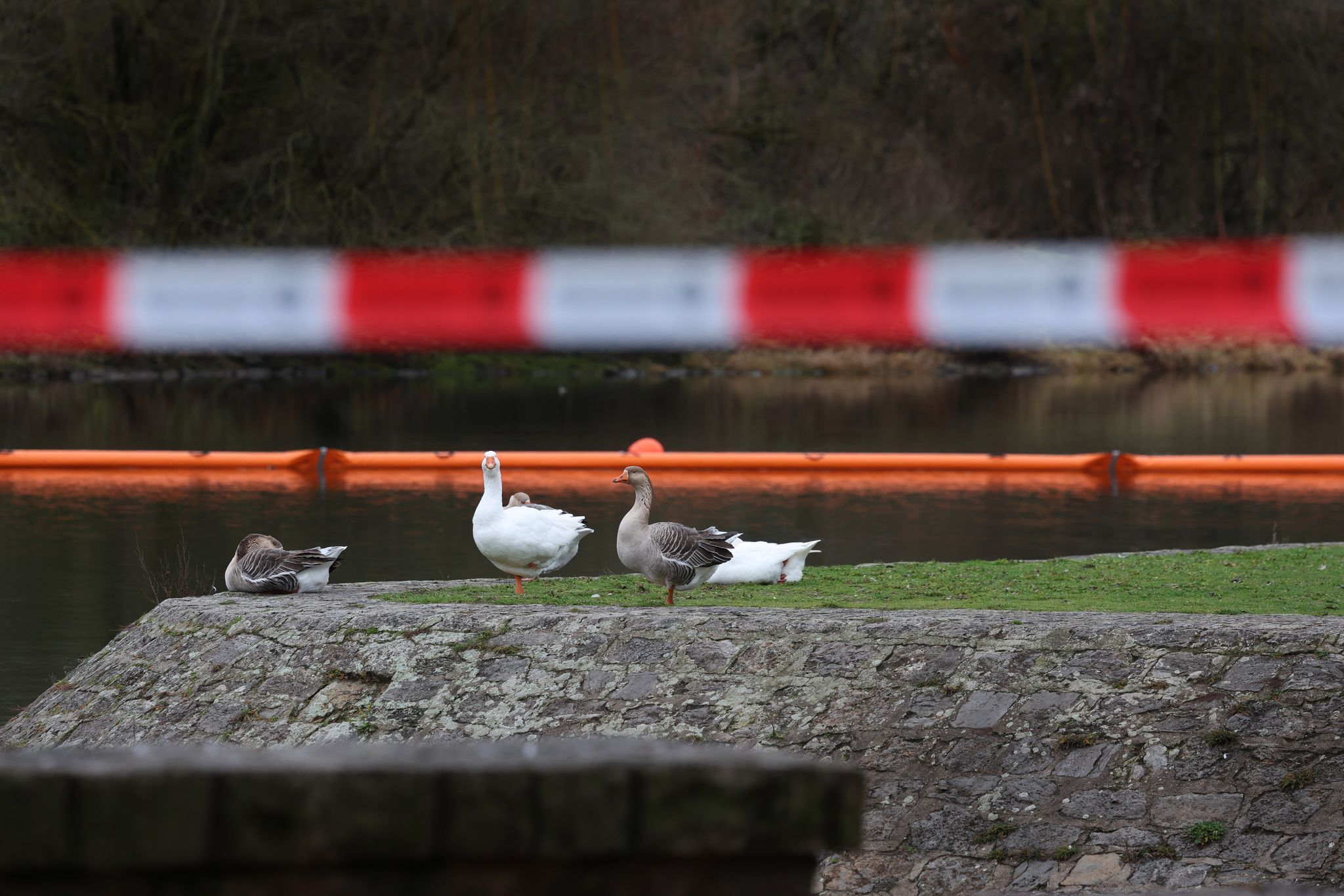 Diesel im Main: Sperre aufgehoben, keine Tiere verendet