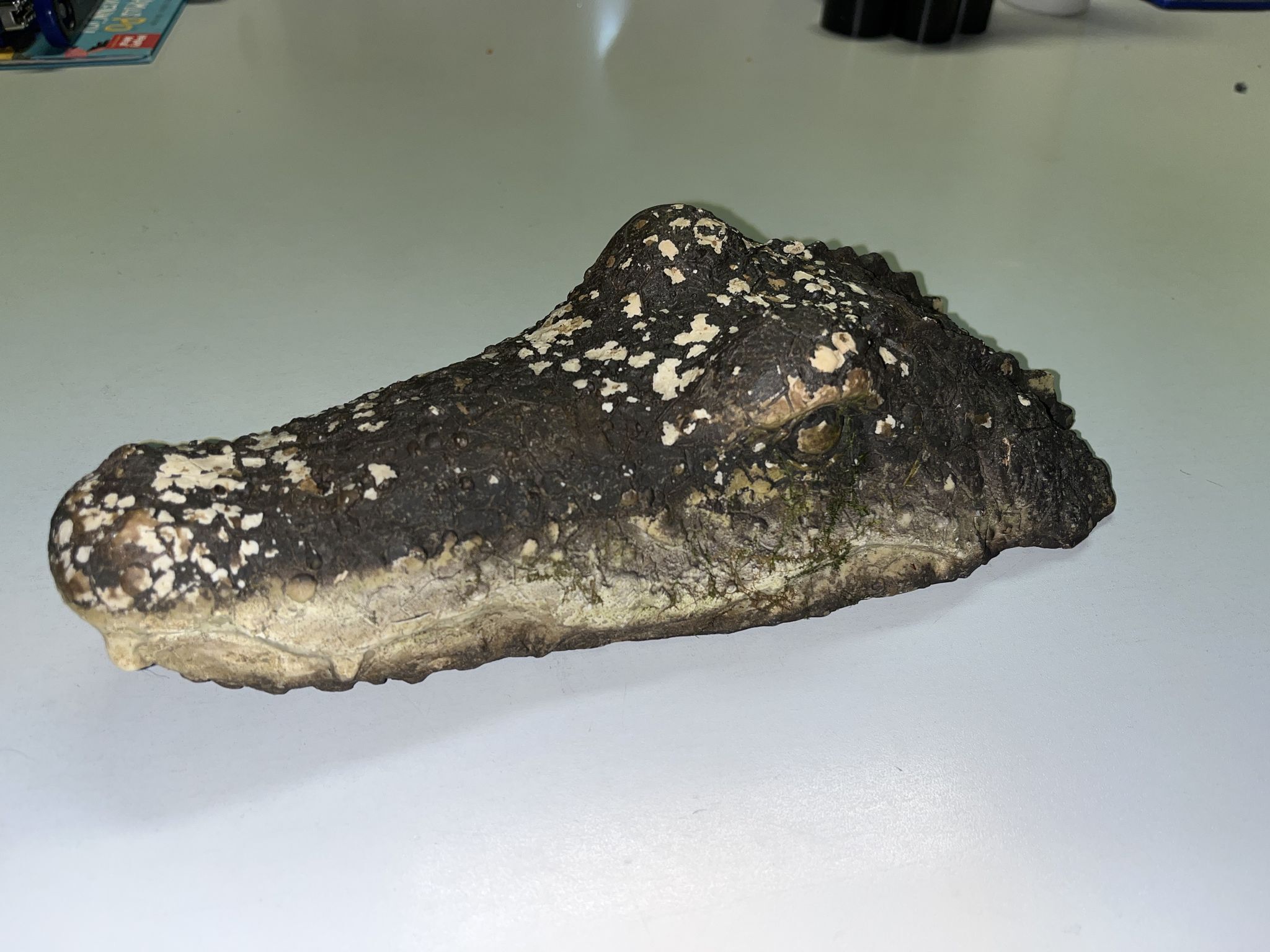 Entwarnung nach Krokodil-Alarm am Waldweiher