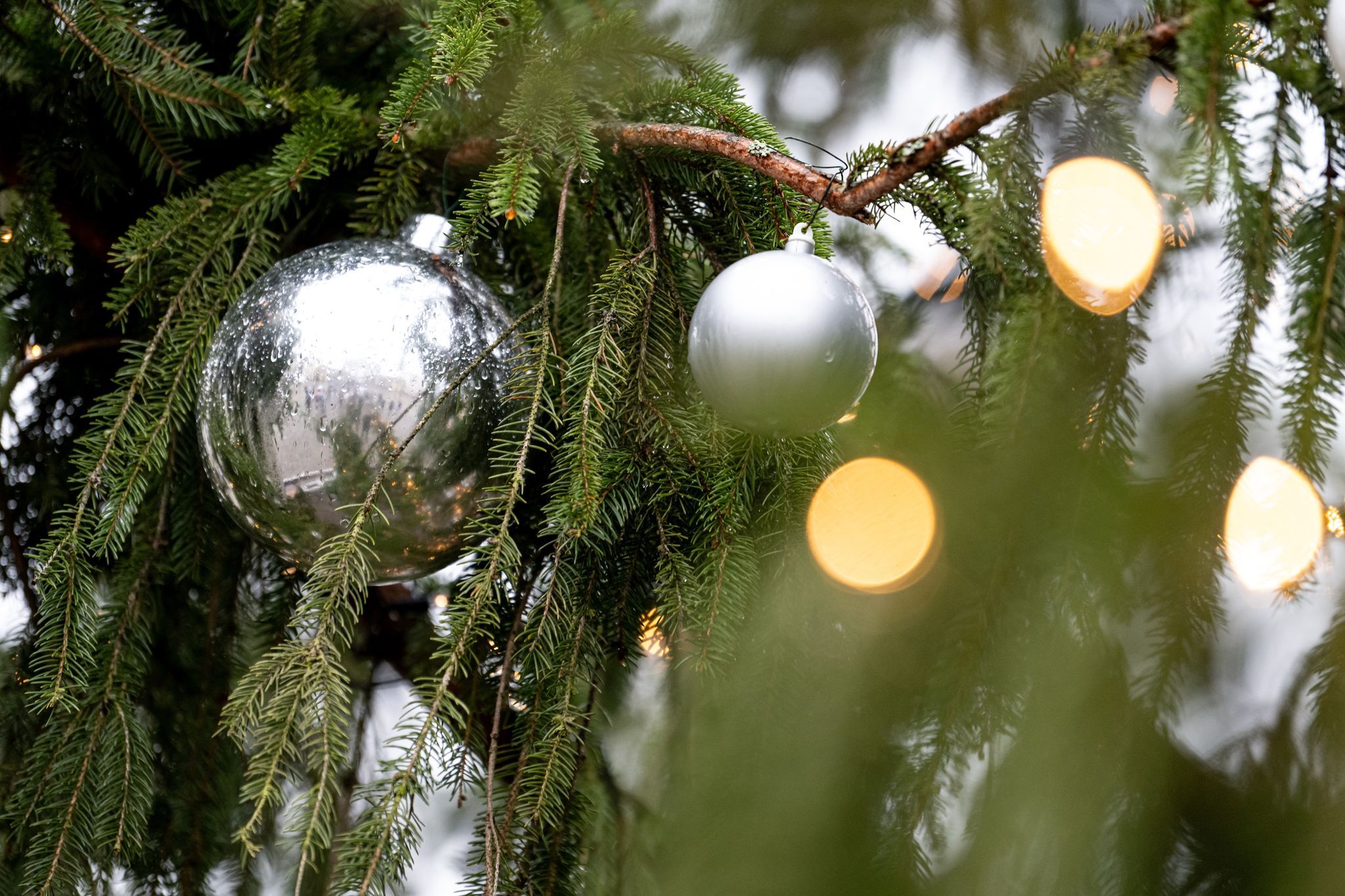Weihnachtsbaum vor Rathaus umgesägt – vierstelliger Schaden