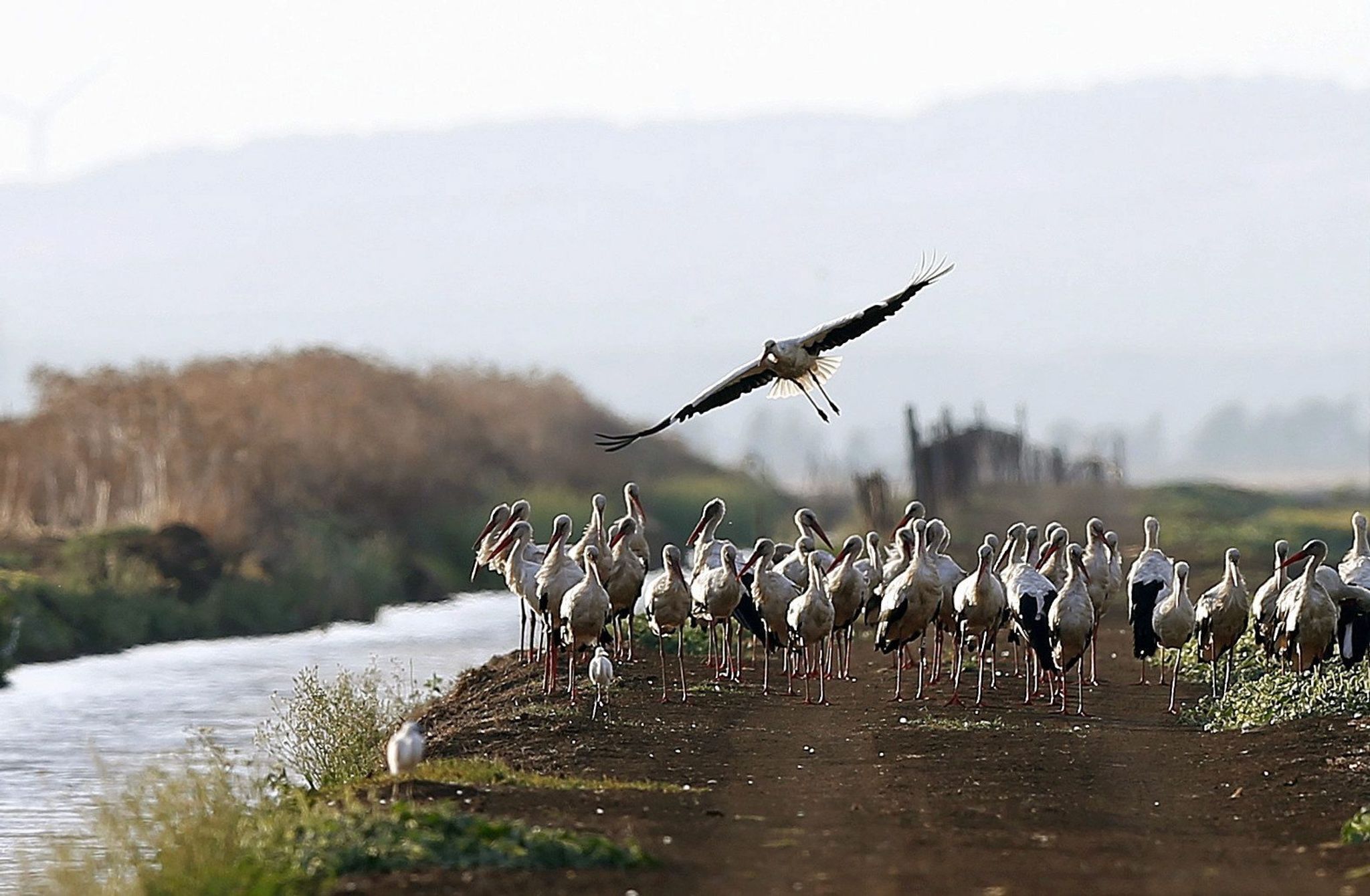 400 Störche in Spanien an Vogelgrippe verendet