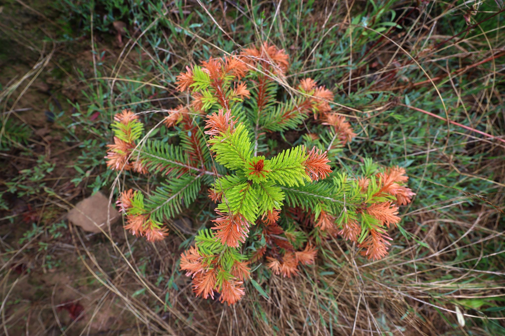 Nicht nur Bayerns Tannenbäume leiden unter Hitze und Dürre