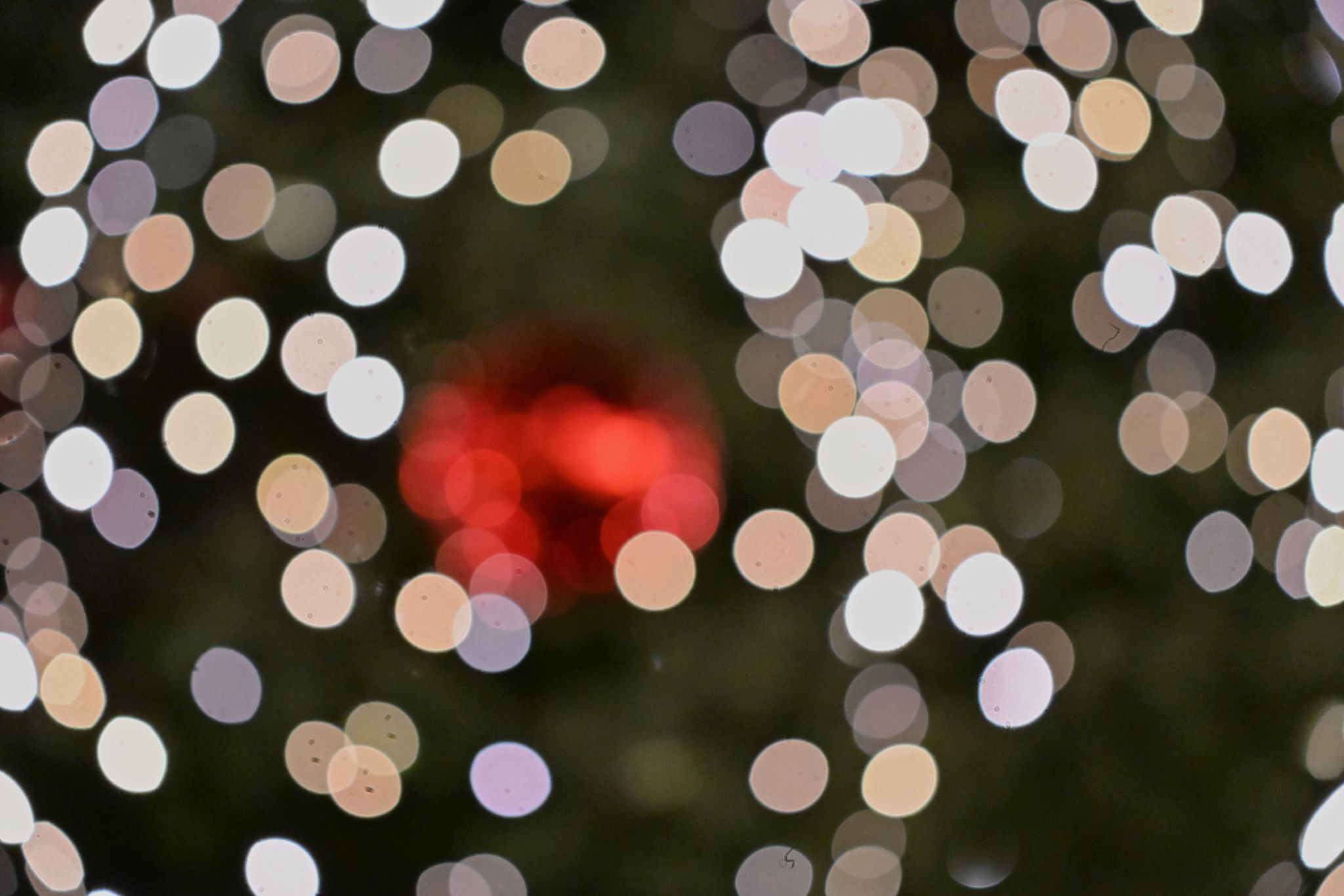 Dieb bringt gestohlenen Weihnachtsbaum zurück