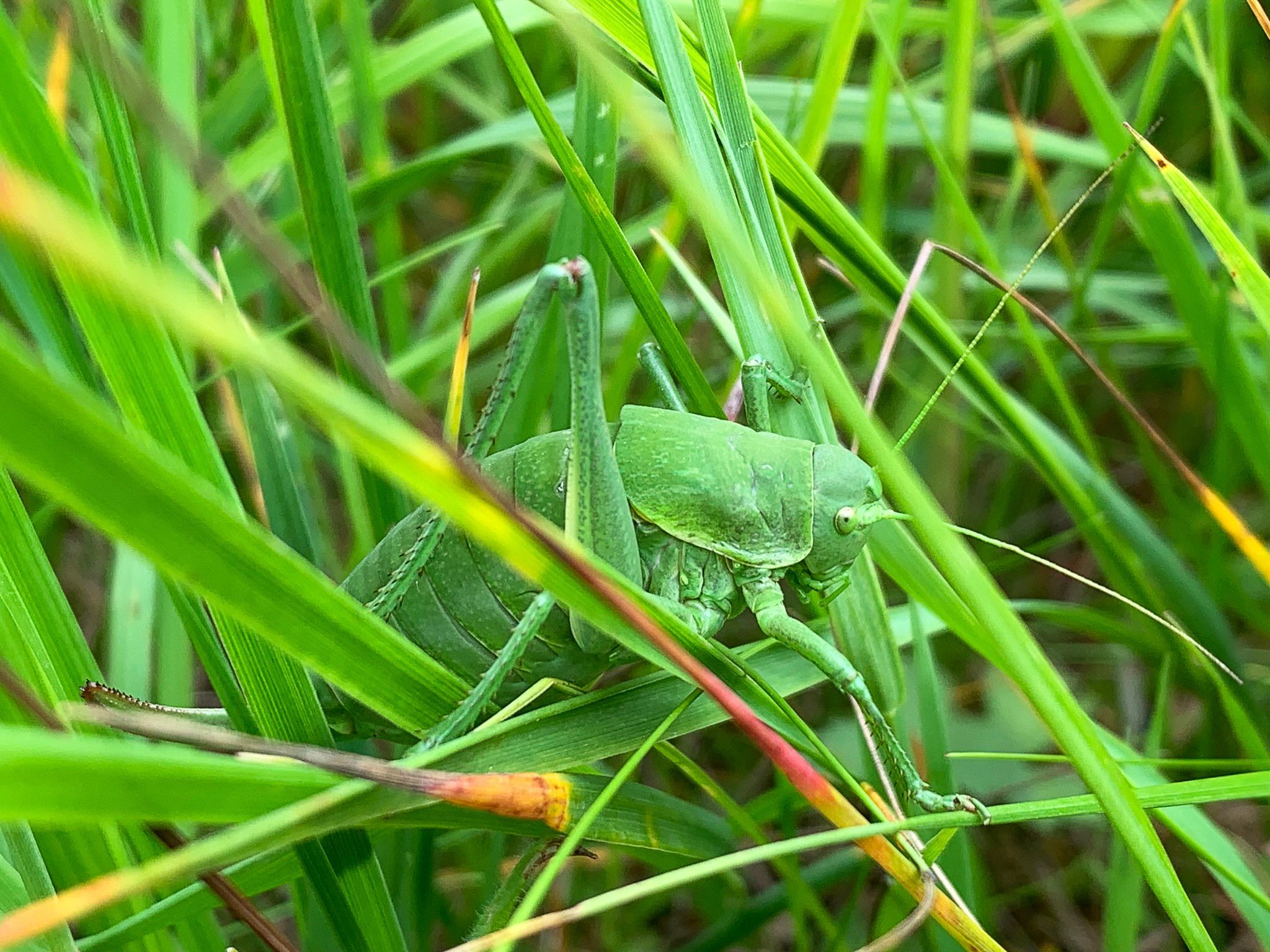 Seltene Wanstschrecke in Nordschwaben entdeckt