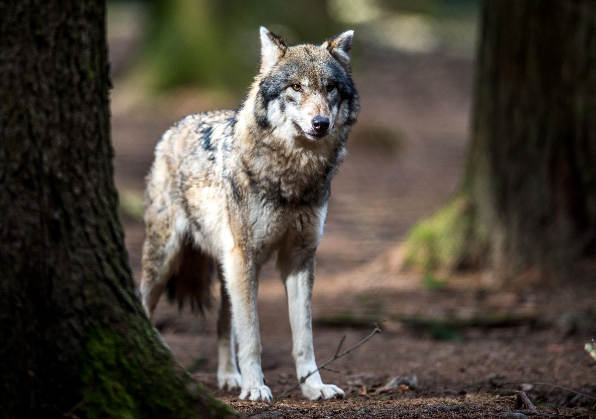 Wirbel um Wolfsvideo – Wie Fachleute den Vorfall einordnen