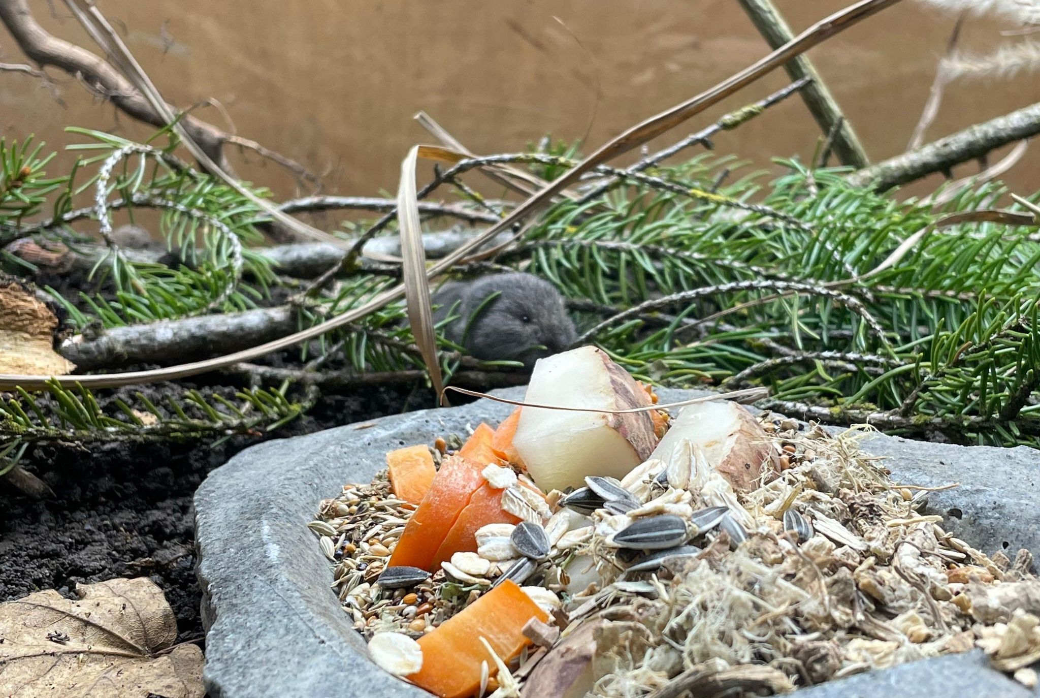 Nachwuchs bei seltenen Kurzohrmäusen