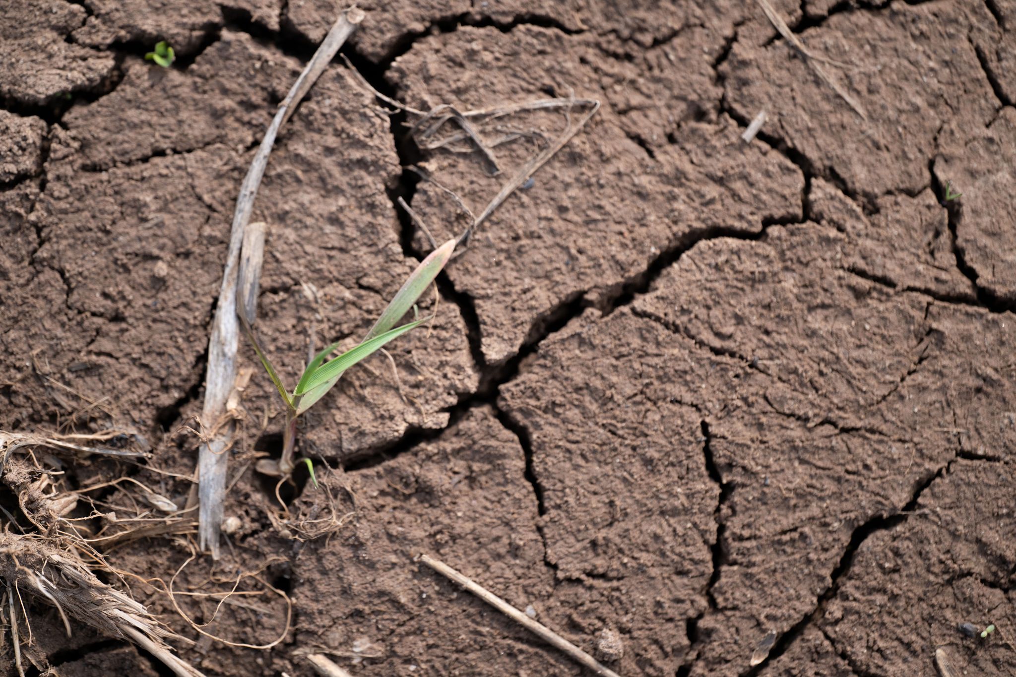 Amt: 2025 war das fünfzehnte zu warme Jahr in Folge