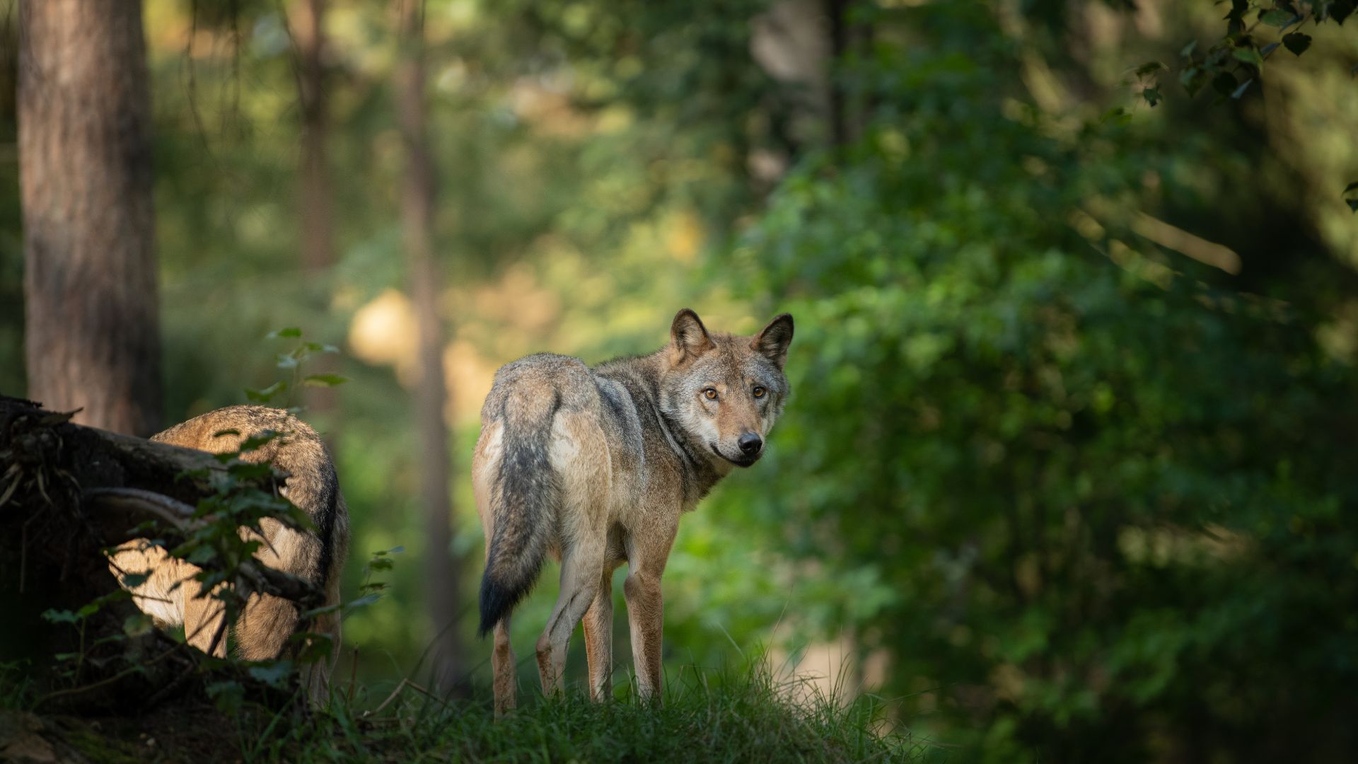 Wolfsnachwuchs in Oberfranken: Welpen im Fichtelgebirge und bei Bayreuth gesichtet