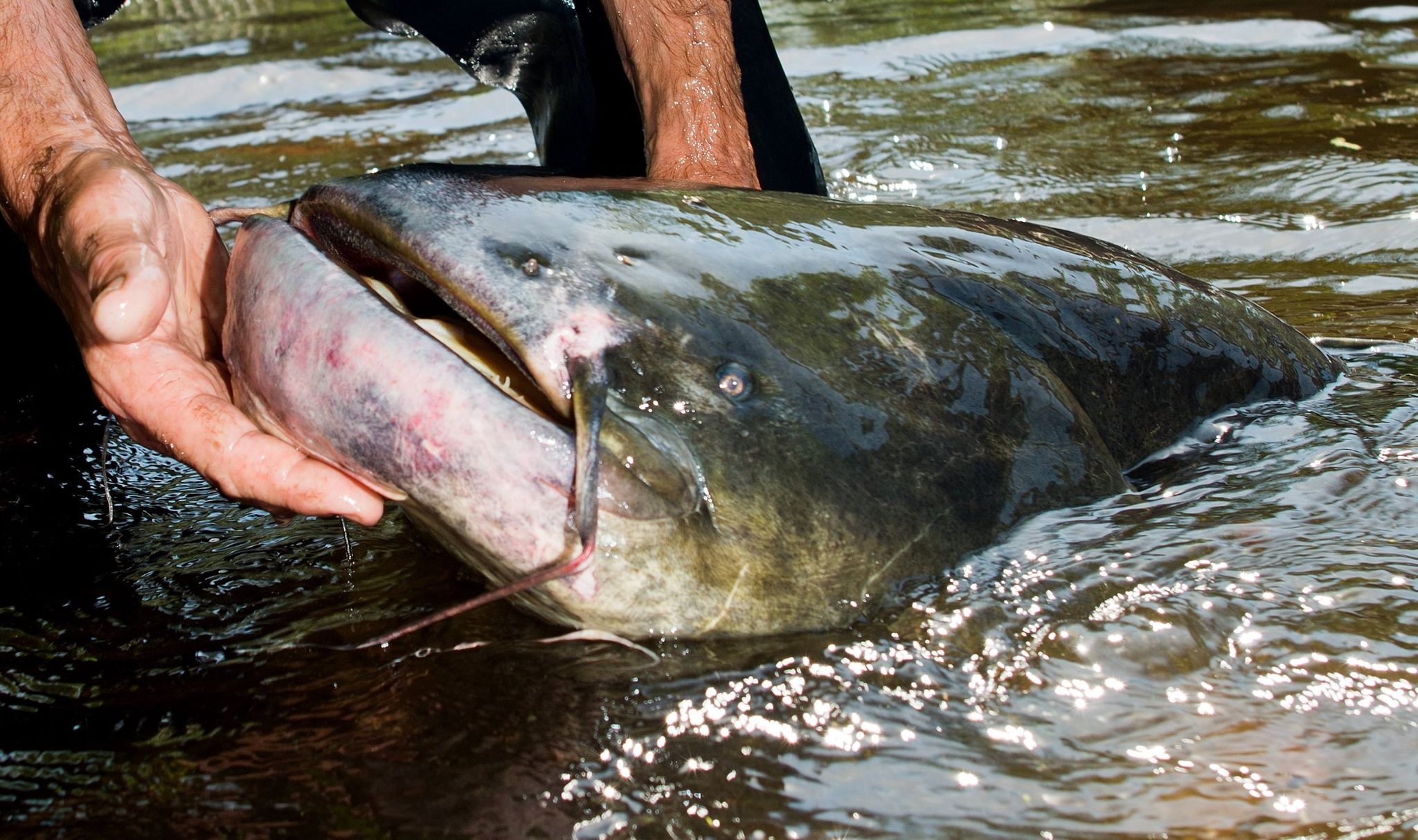 Tierisches 2025 – Von Wels-Alarm bis verschlucktem Ehering