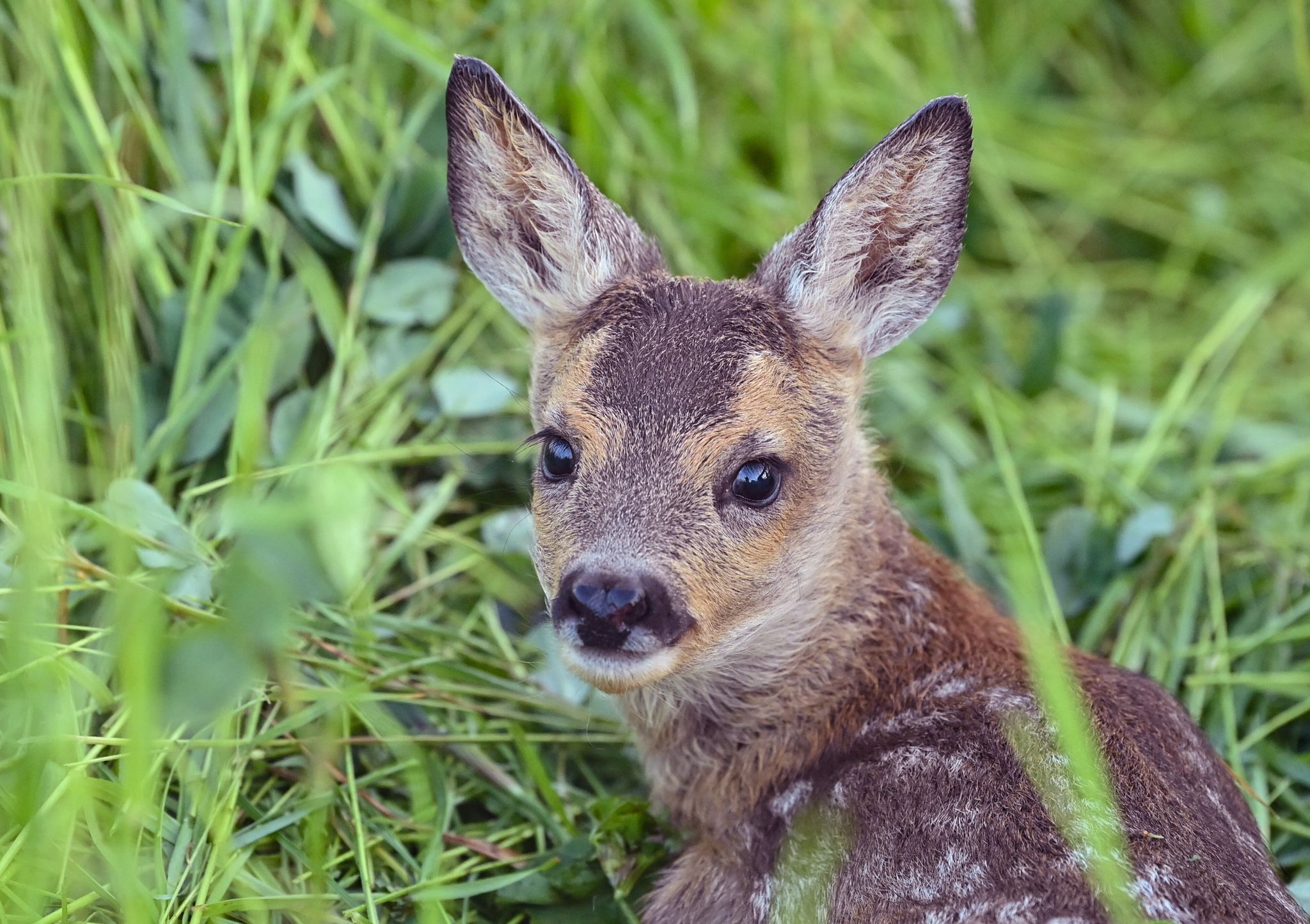 Rehkitz ohne Kopf in Wald gefunden