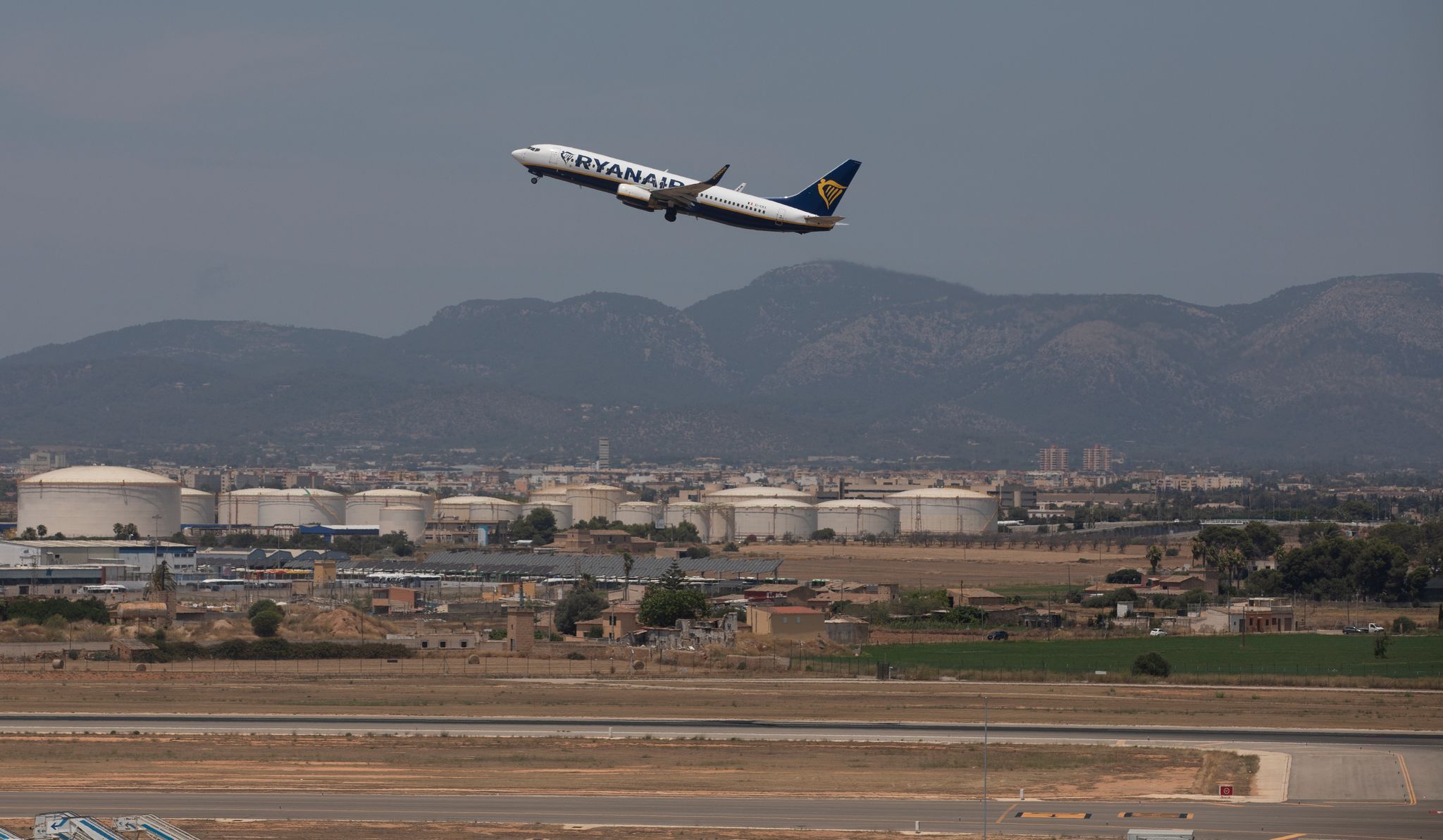 Hundewelpe sorgt am Mallorca-Flughafen für Aufregung
