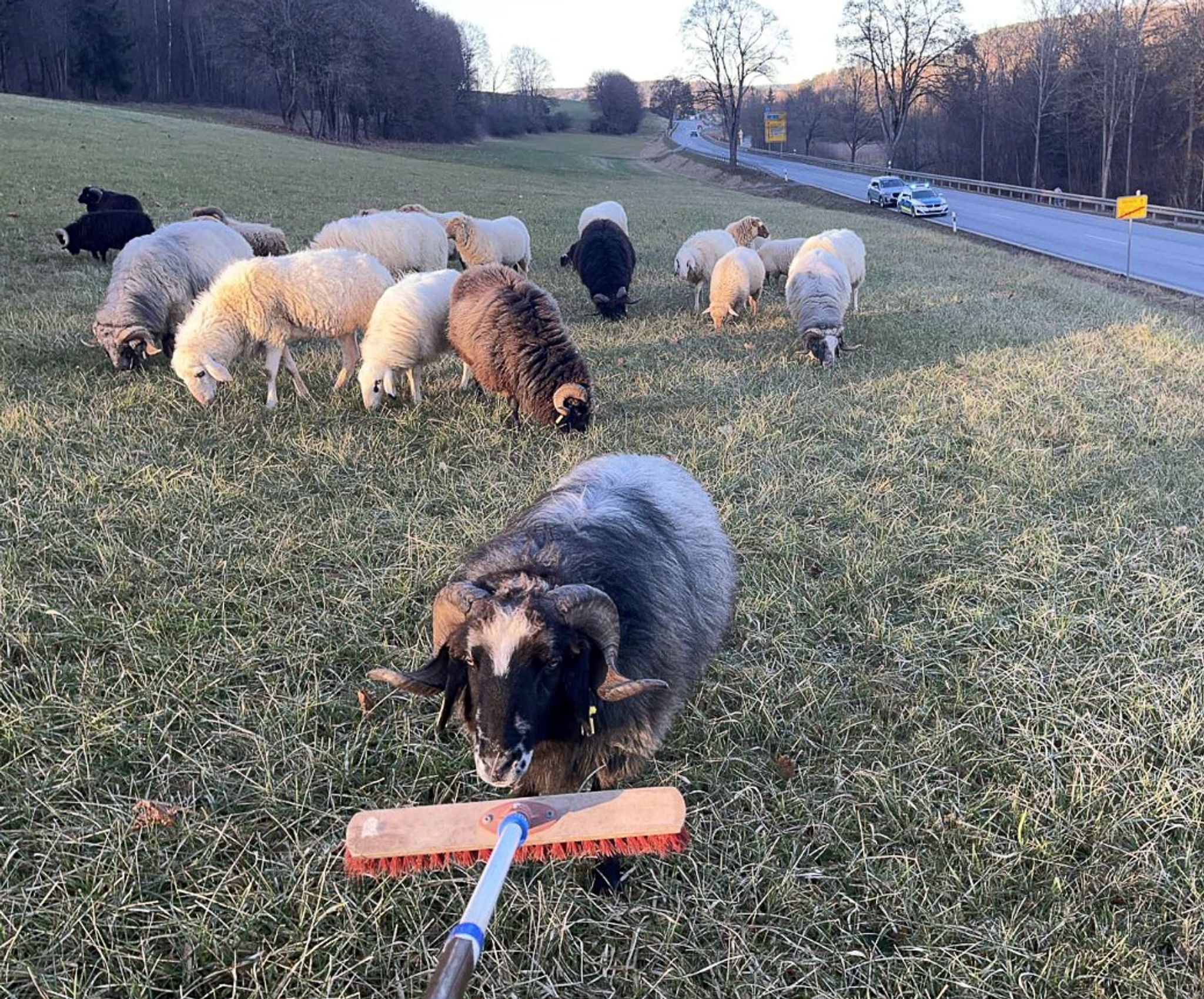 Schafe auf Abwegen – Polizei greift zum Besen