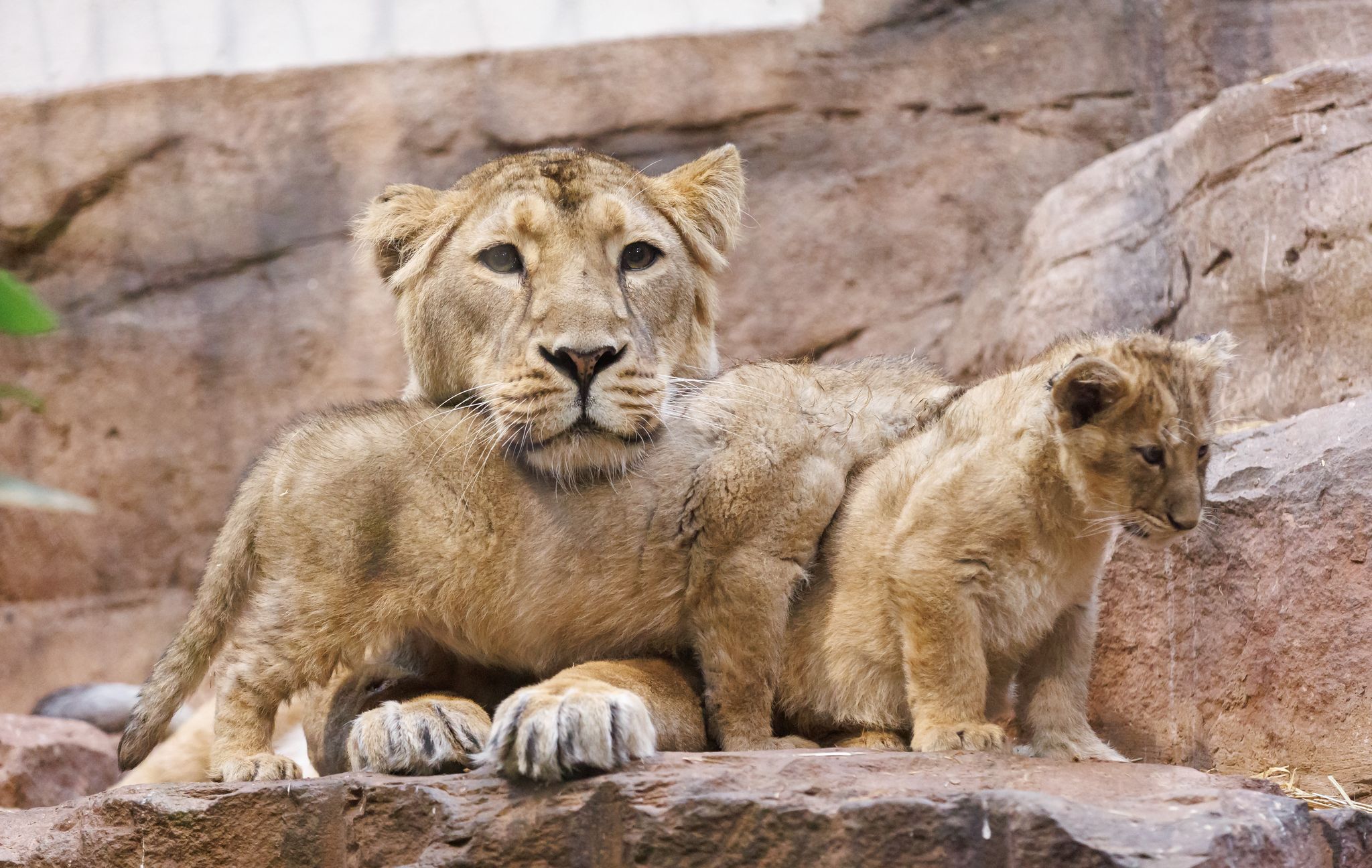 Löwen-Nachwuchs im Nürnberger Tiergarten