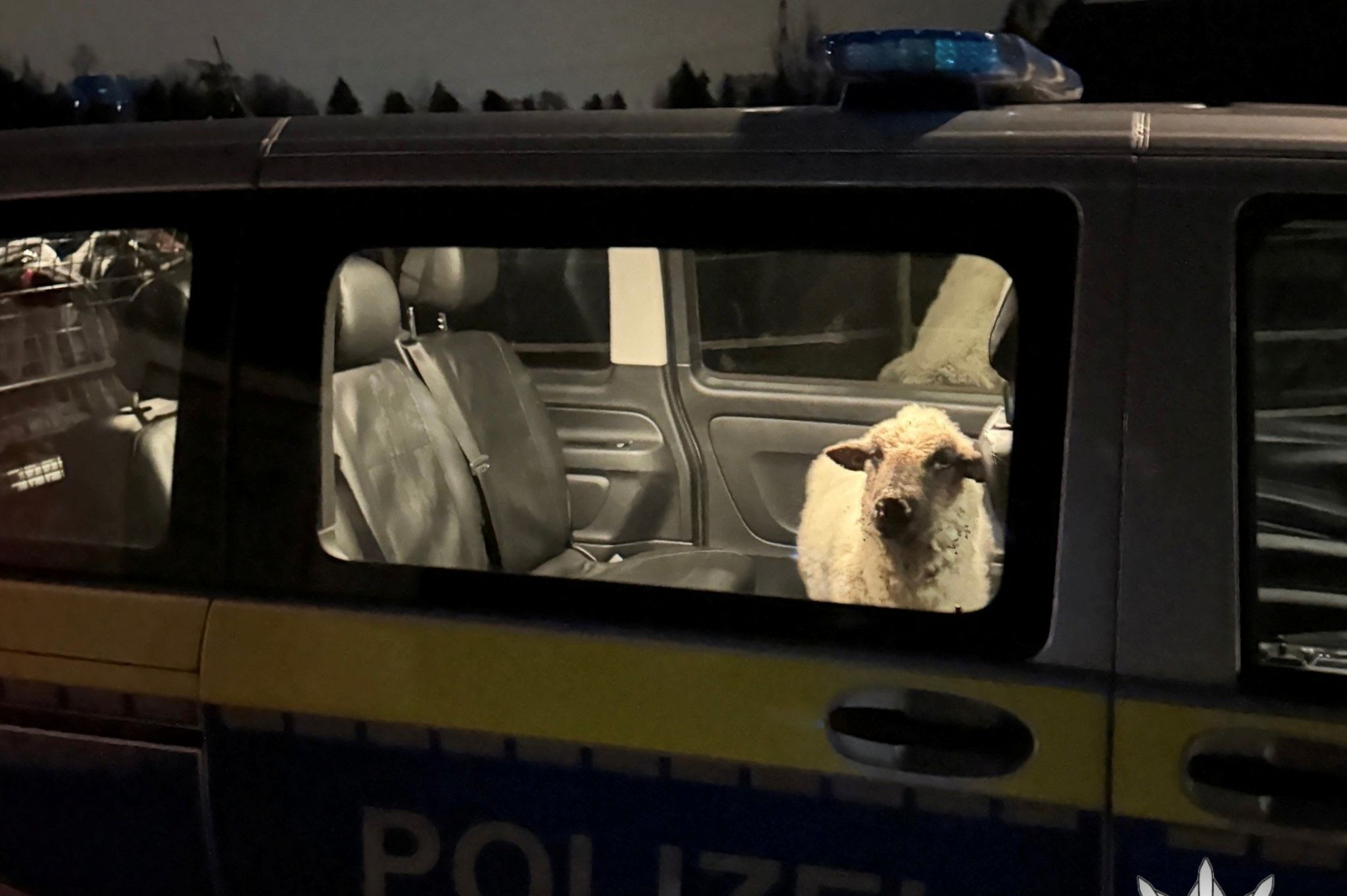 Polizei nimmt ausgebüxtes Schaf fest