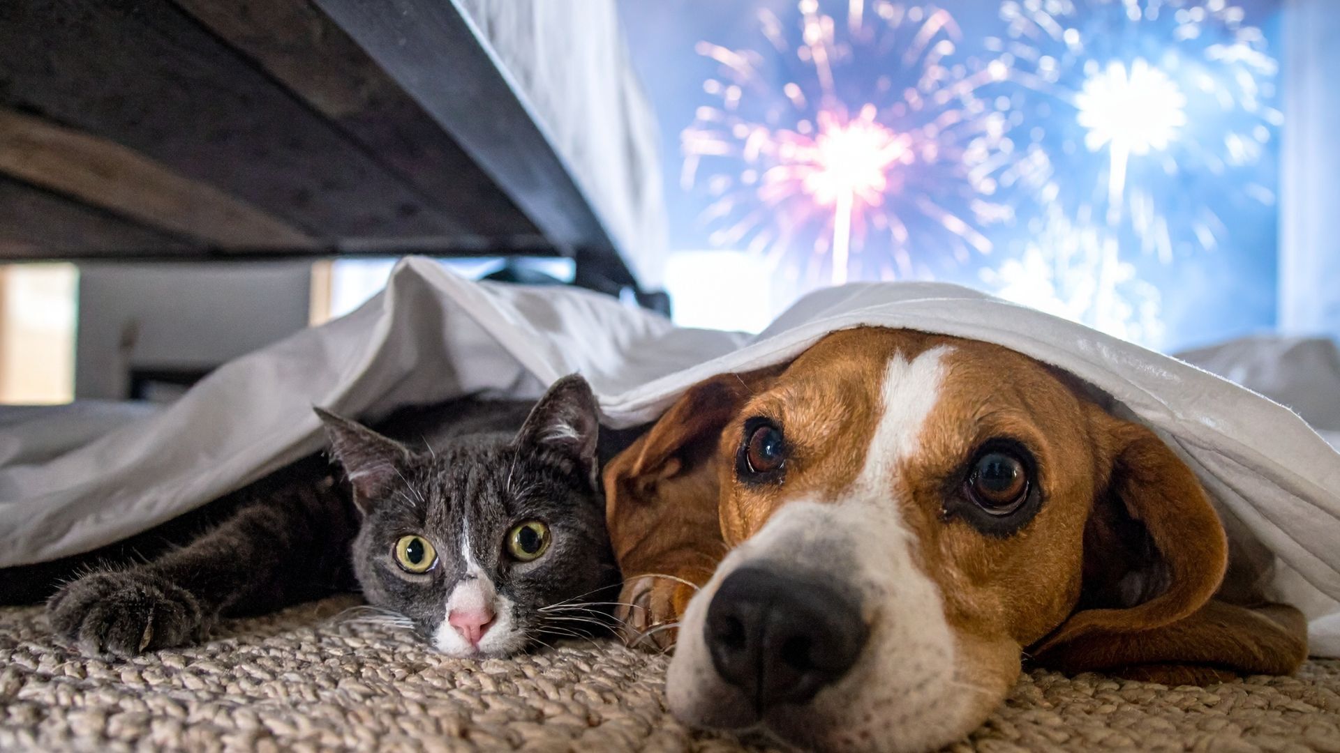 Silvesterfeuerwerk: Stress und Gefahr für Haus- und Wildtiere