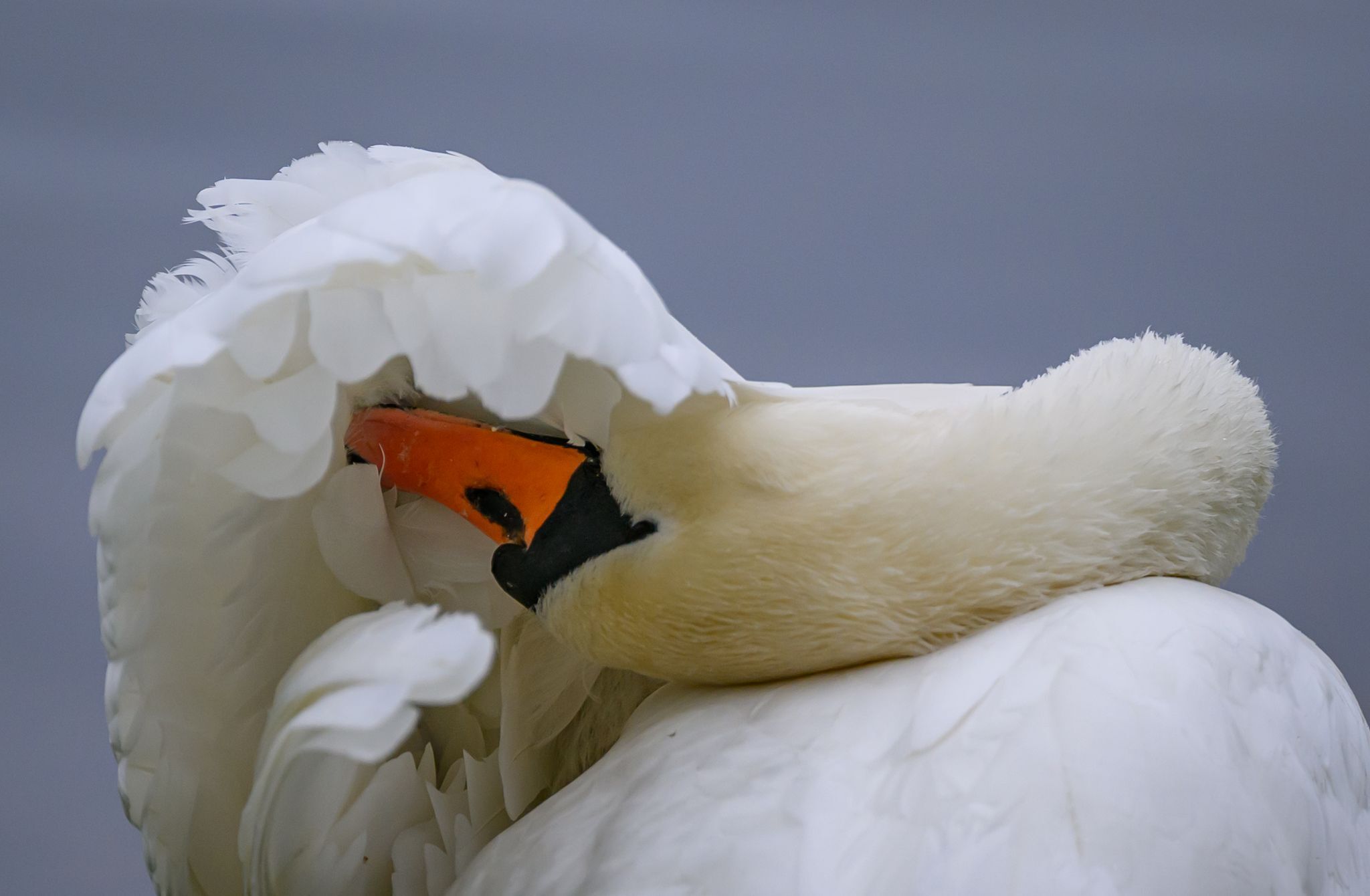 Schwan verschwindet von Dorfweiher – Polizei sucht Hinweise