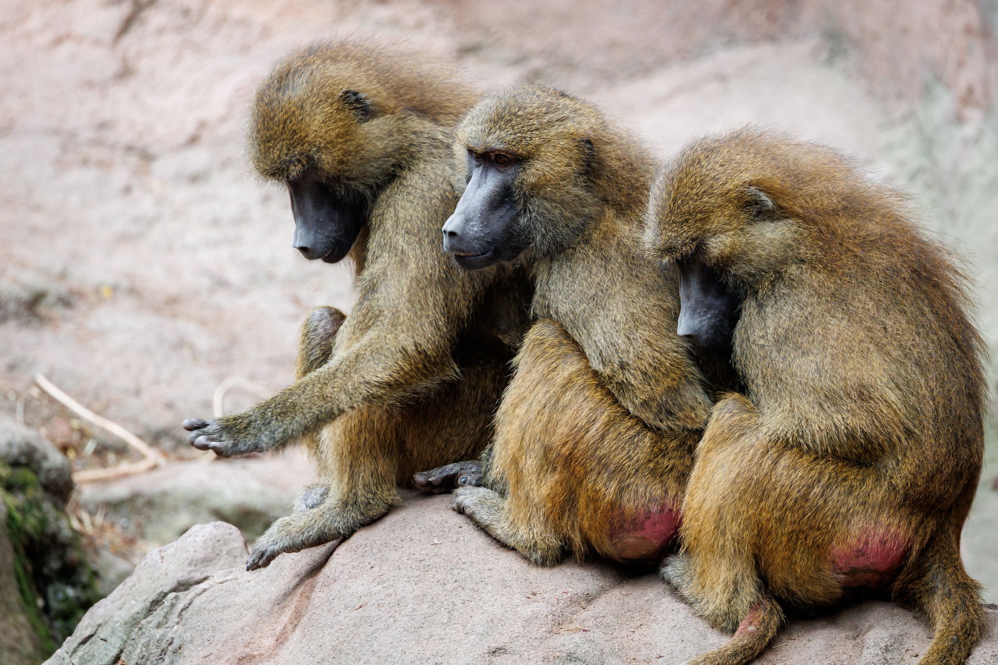 Pavian-Nachwuchs in Nürnberg – Tötung weiter eine Option