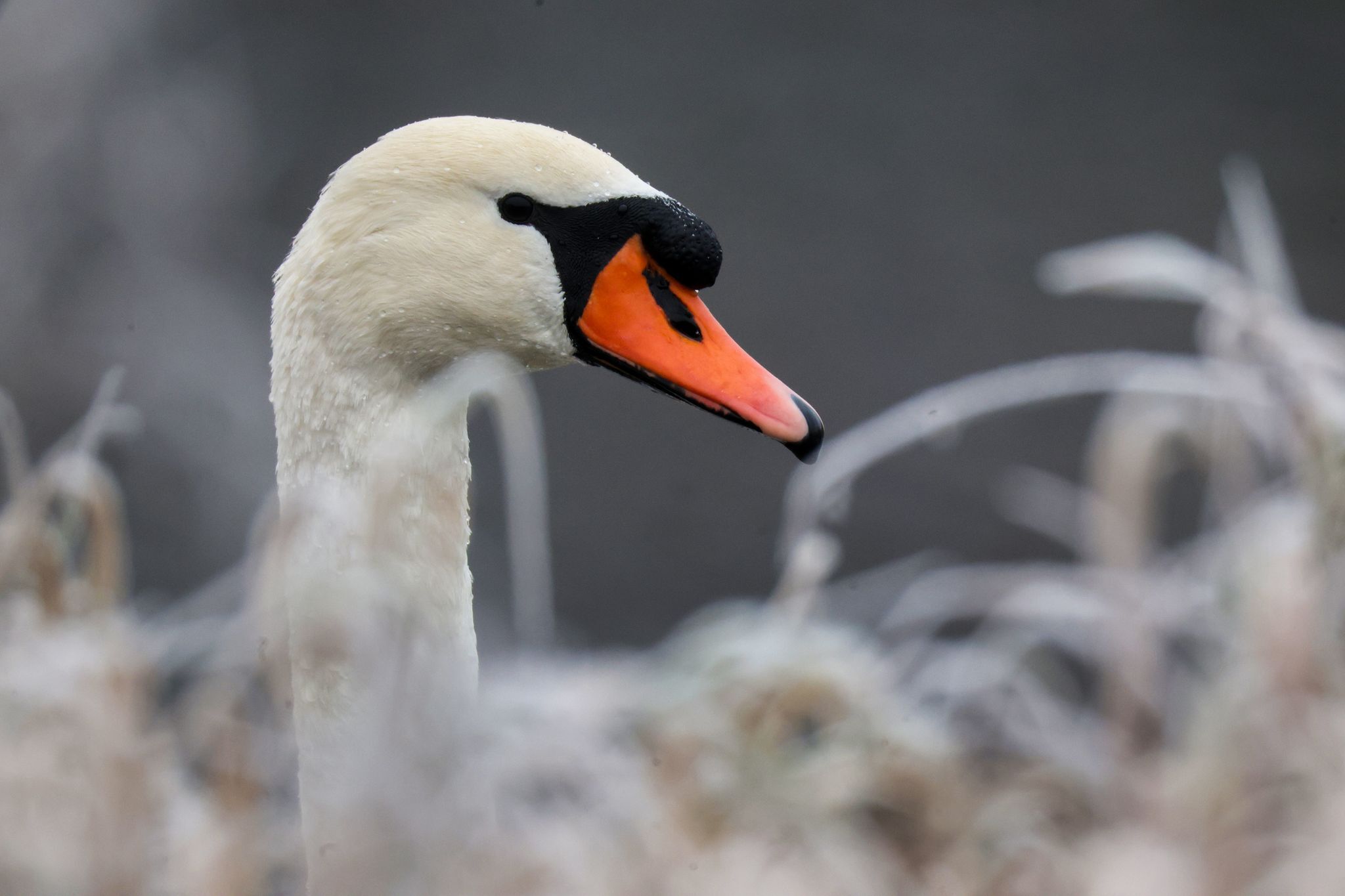 Verletzter Schwan liegt auf der Autobahn – Rettungseinsatz