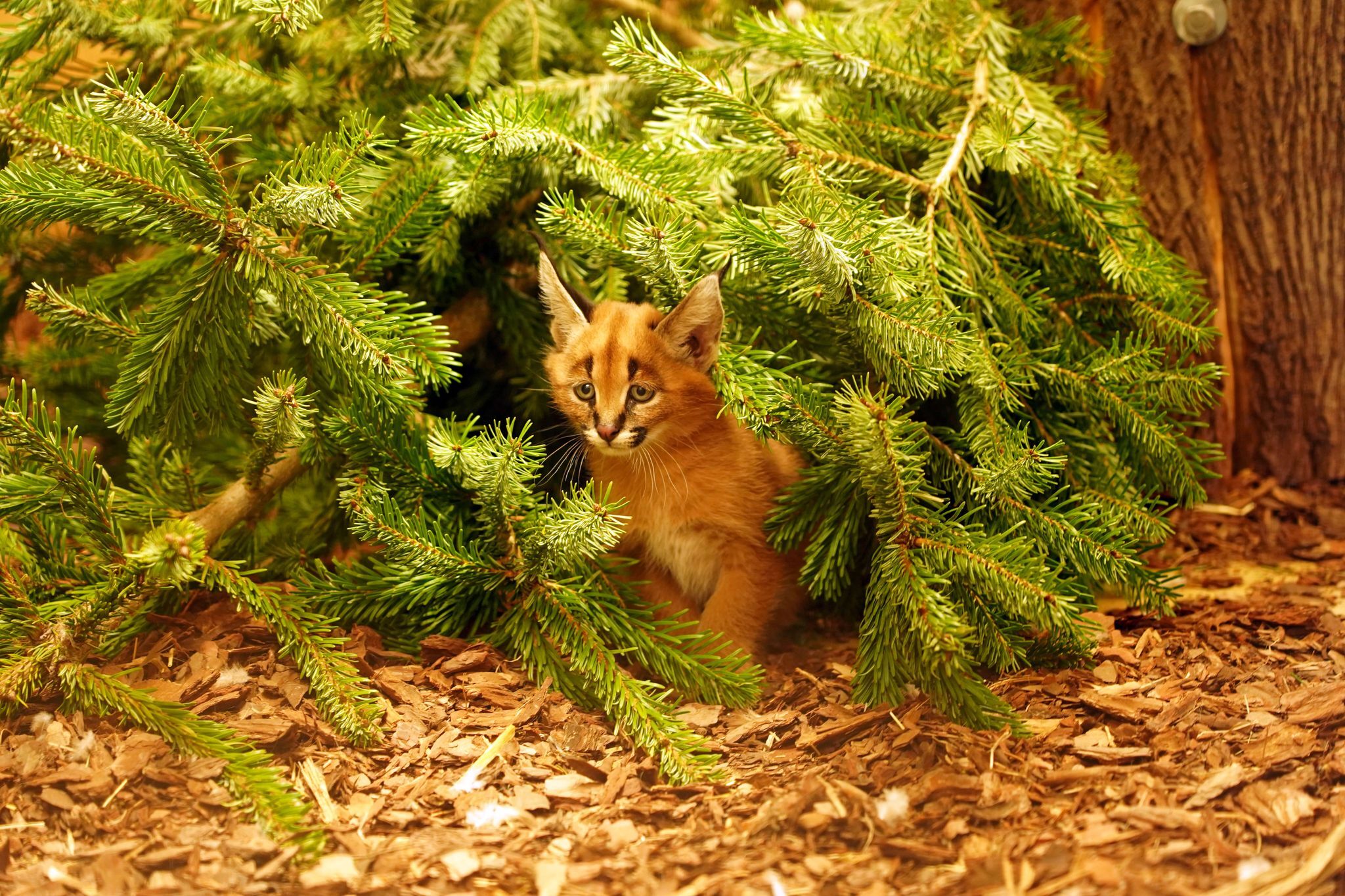 Karakale im Zoo Dresden bekommen Nachwuchs