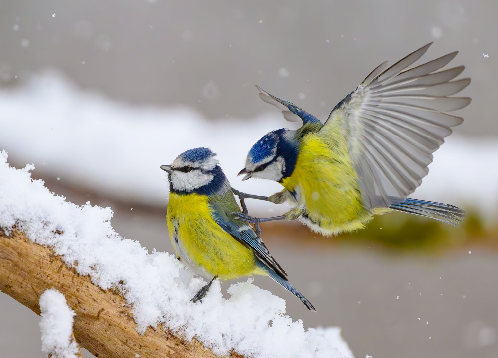 Bevölkerung soll Wintervögel melden
