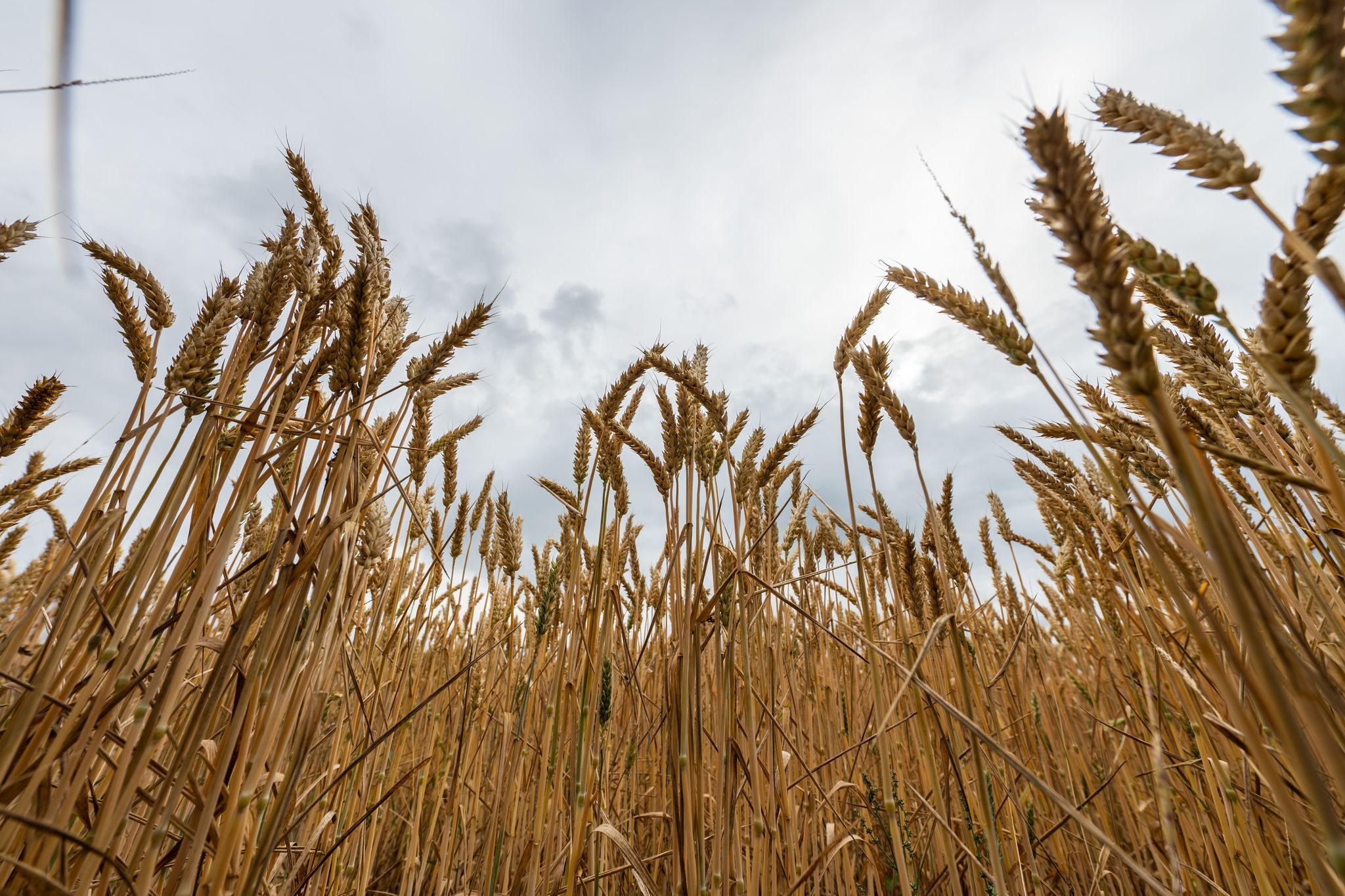 Kaniber warnt vor Abhängigkeiten bei Ernährungssicherheit