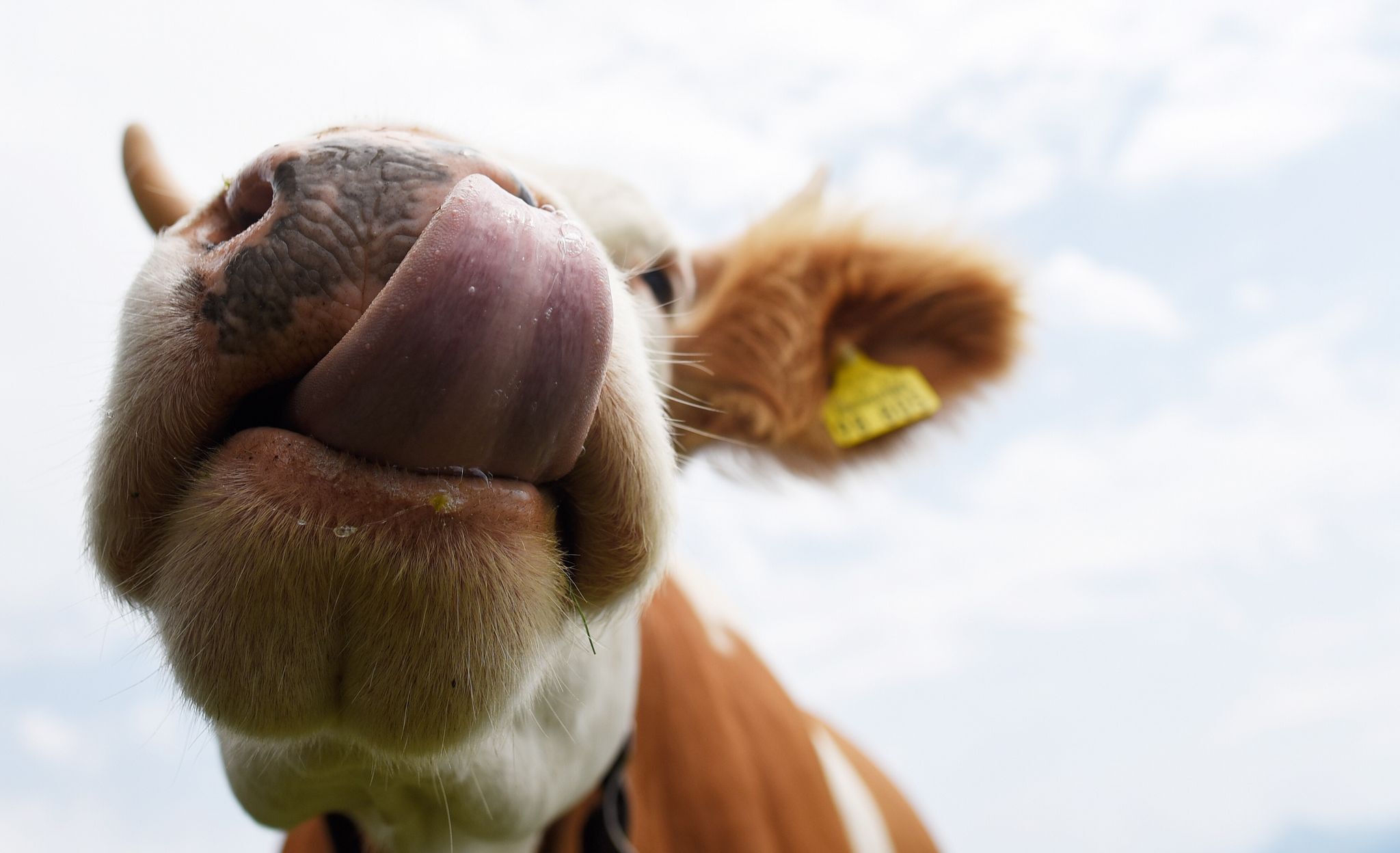 Demolierte Autos am Spitzingsee – waren es Kühe?