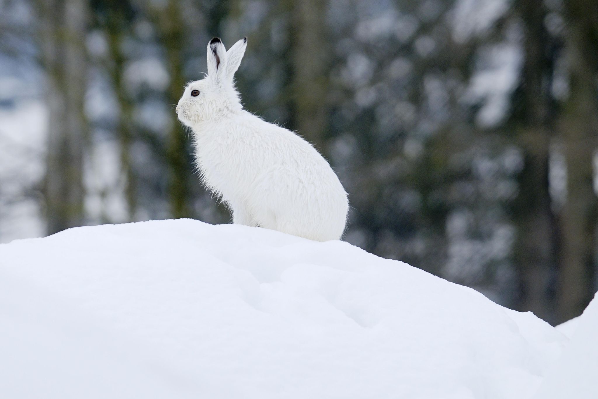 Seltener Schneehase wird in bayerischen Alpen erforscht