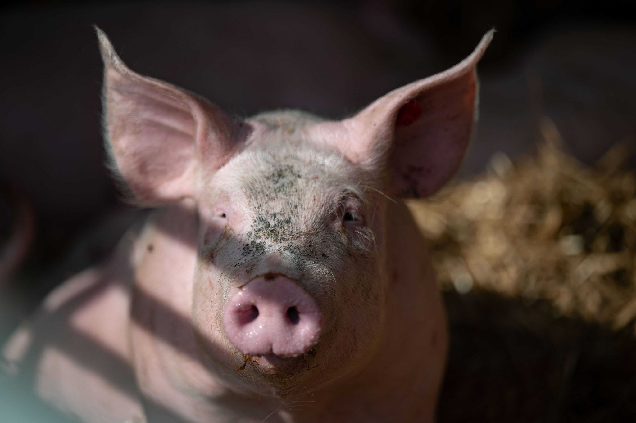 Entlaufene Hausschweine sorgen für Polizeieinsatz