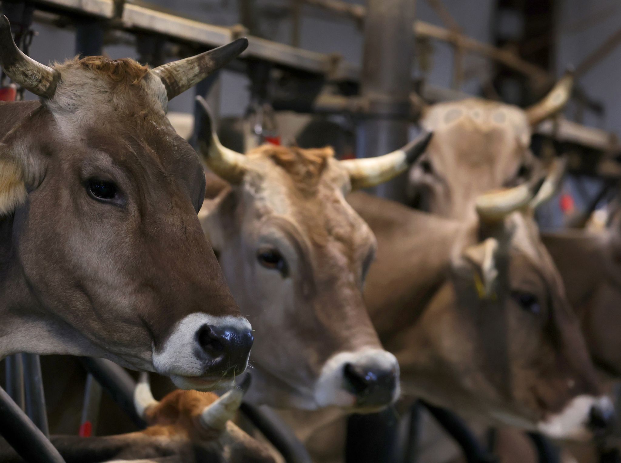 Fast sechs Stunden Polizeieinsatz wegen ausgebüxter Kühe