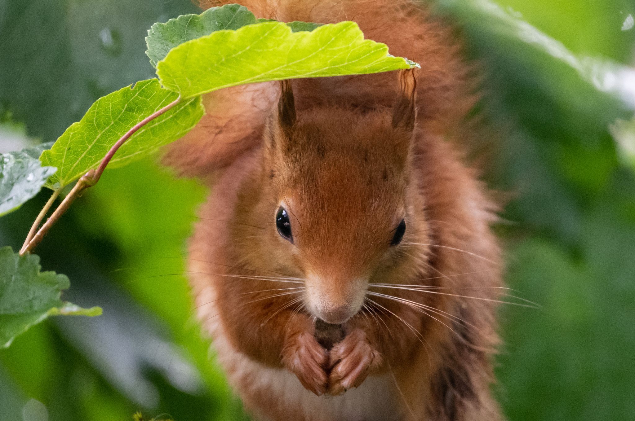 Bayern sehen meistens rote Eichhörnchen
