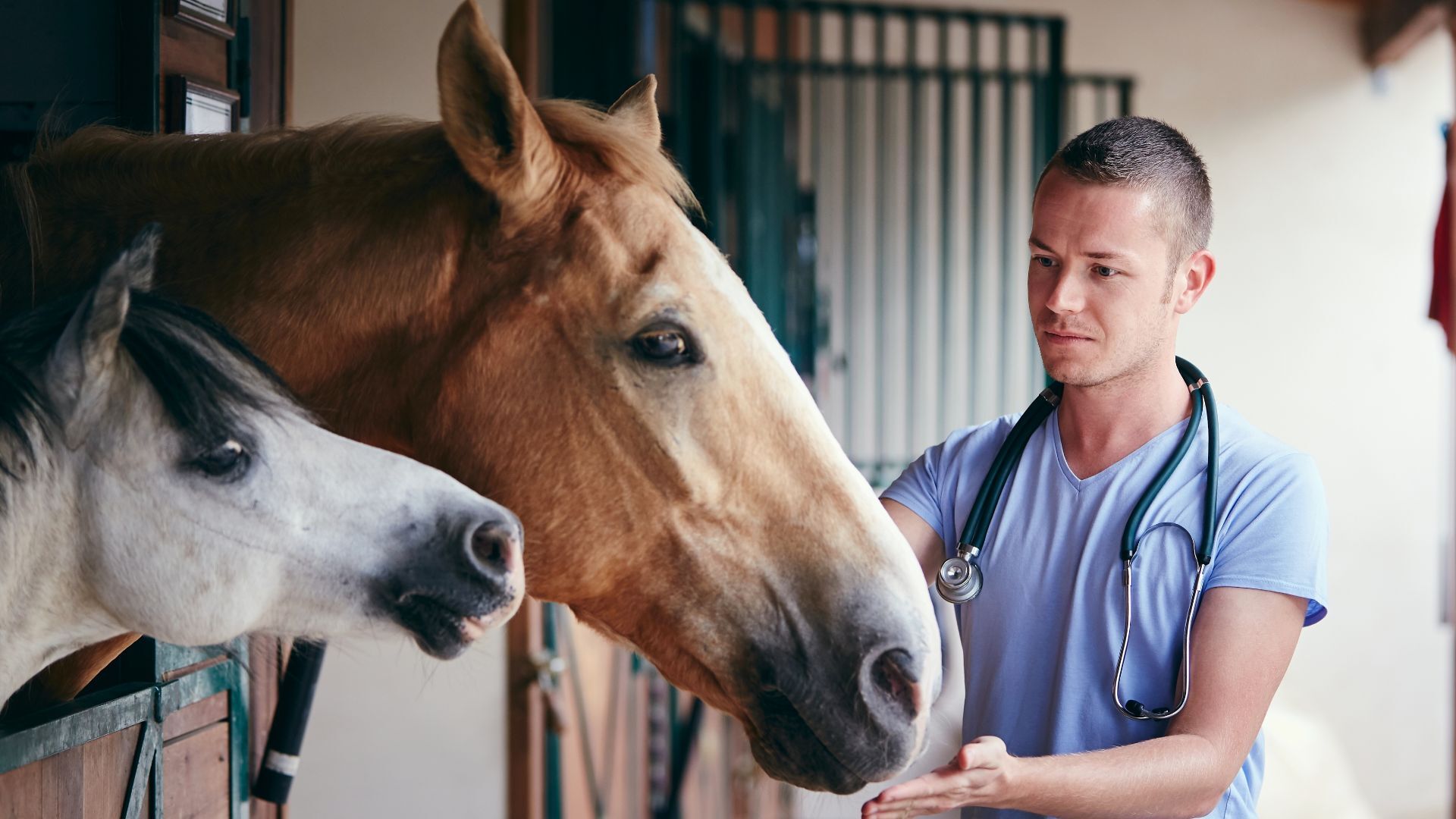 Landtiermedizin: Bewerbungsphase für Studium in München startet im Februar