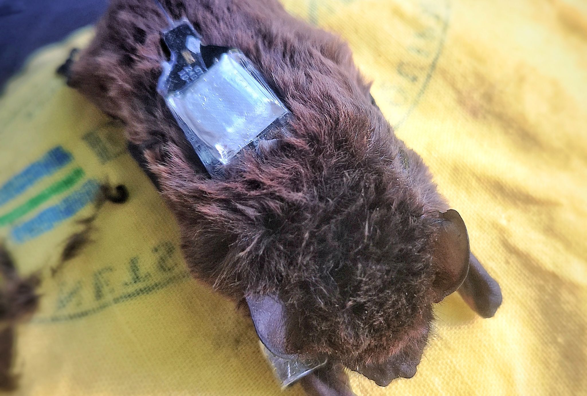 13 Fledermausarten in München – trotz Bauboom