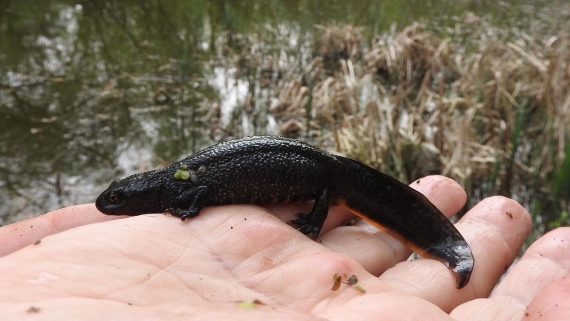 Seltene Tierarten entdeckt: Kammmolch erstmals in Bamberg nachgewiesen