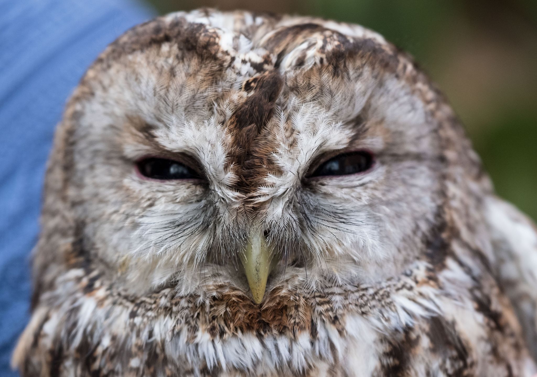 Polizisten retten verletzten Waldkauz von Straße