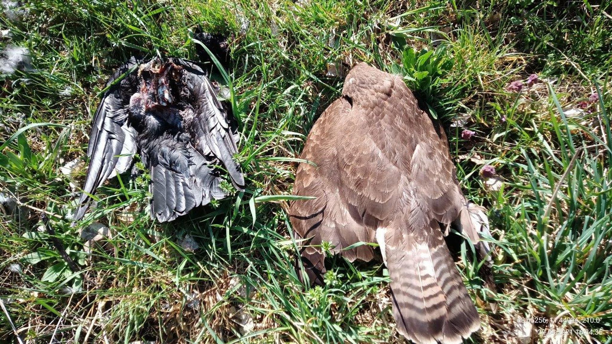 Zahl getöteter Greifvögel in Bayern angestiegen