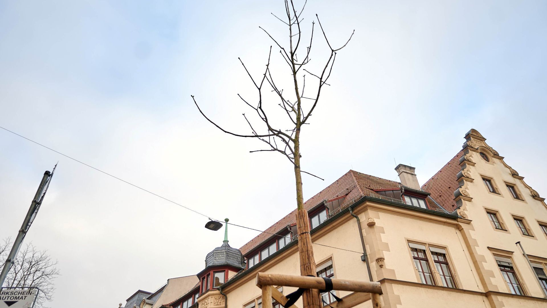 In Bamberg wird weiter fleißig Stadtgrün gepflanzt