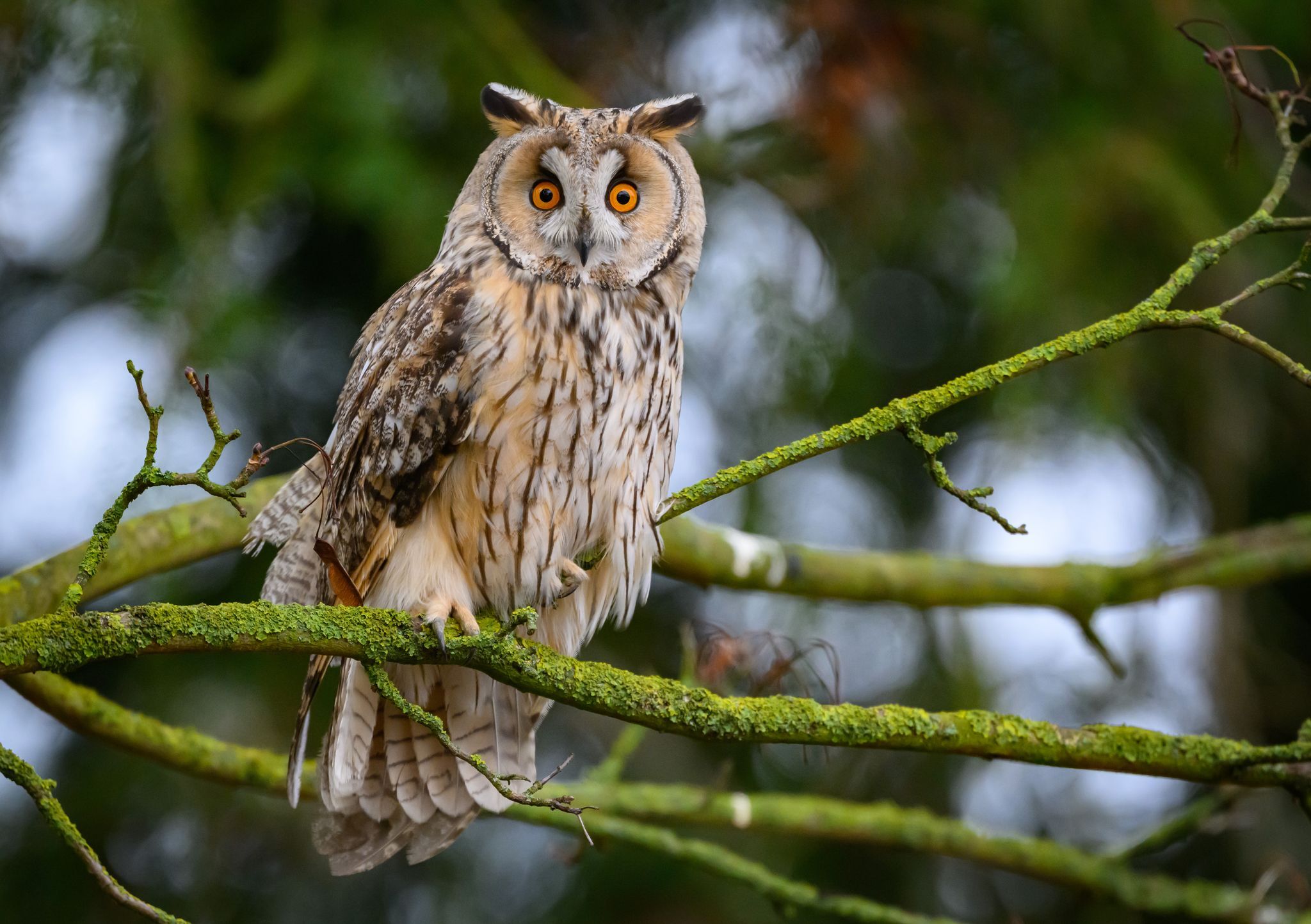 Naturschützer rufen zu offenen Scheunen für Mäusejäger auf