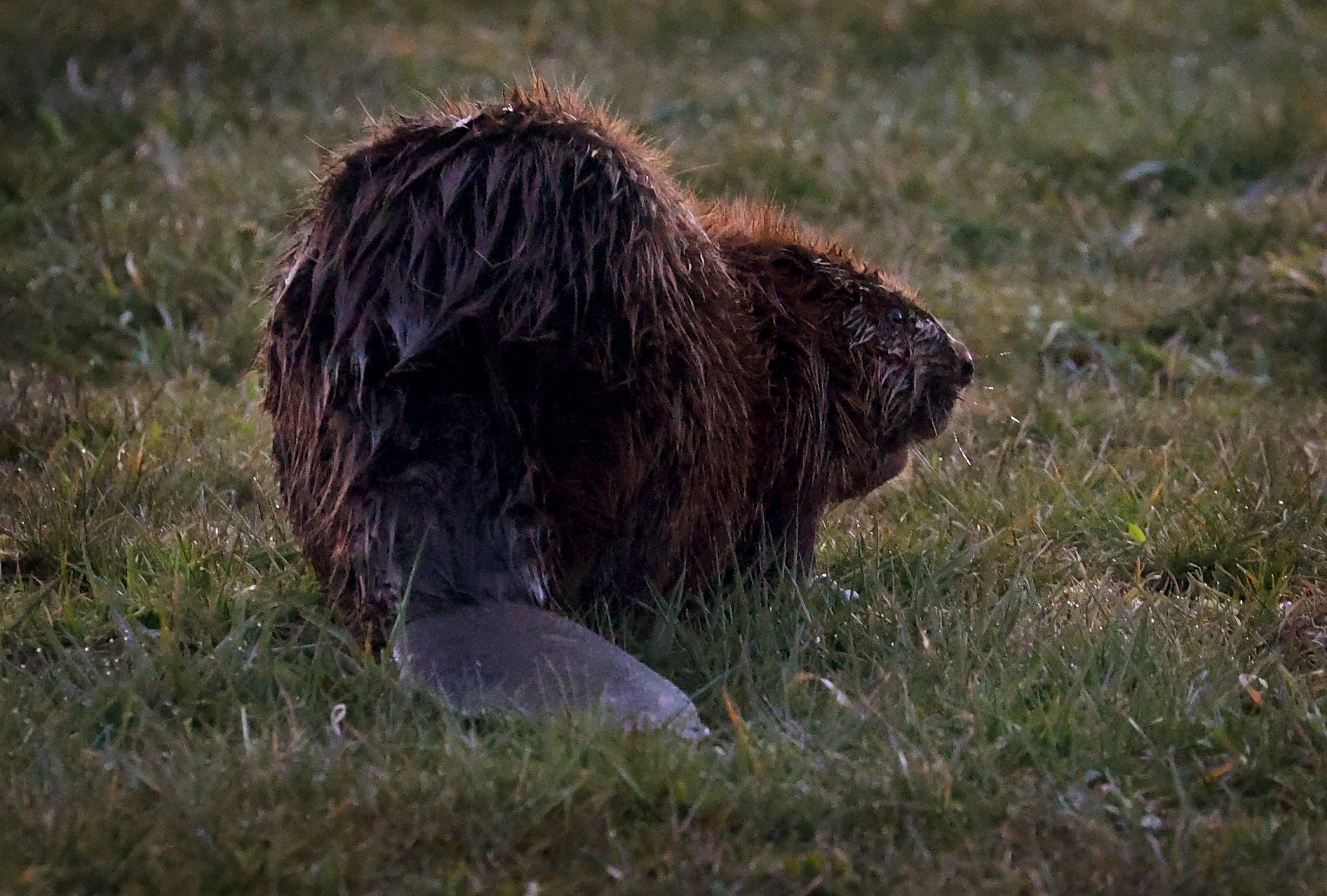 Hauptdamm von Biberbau zerstört: Biber könnte sterben