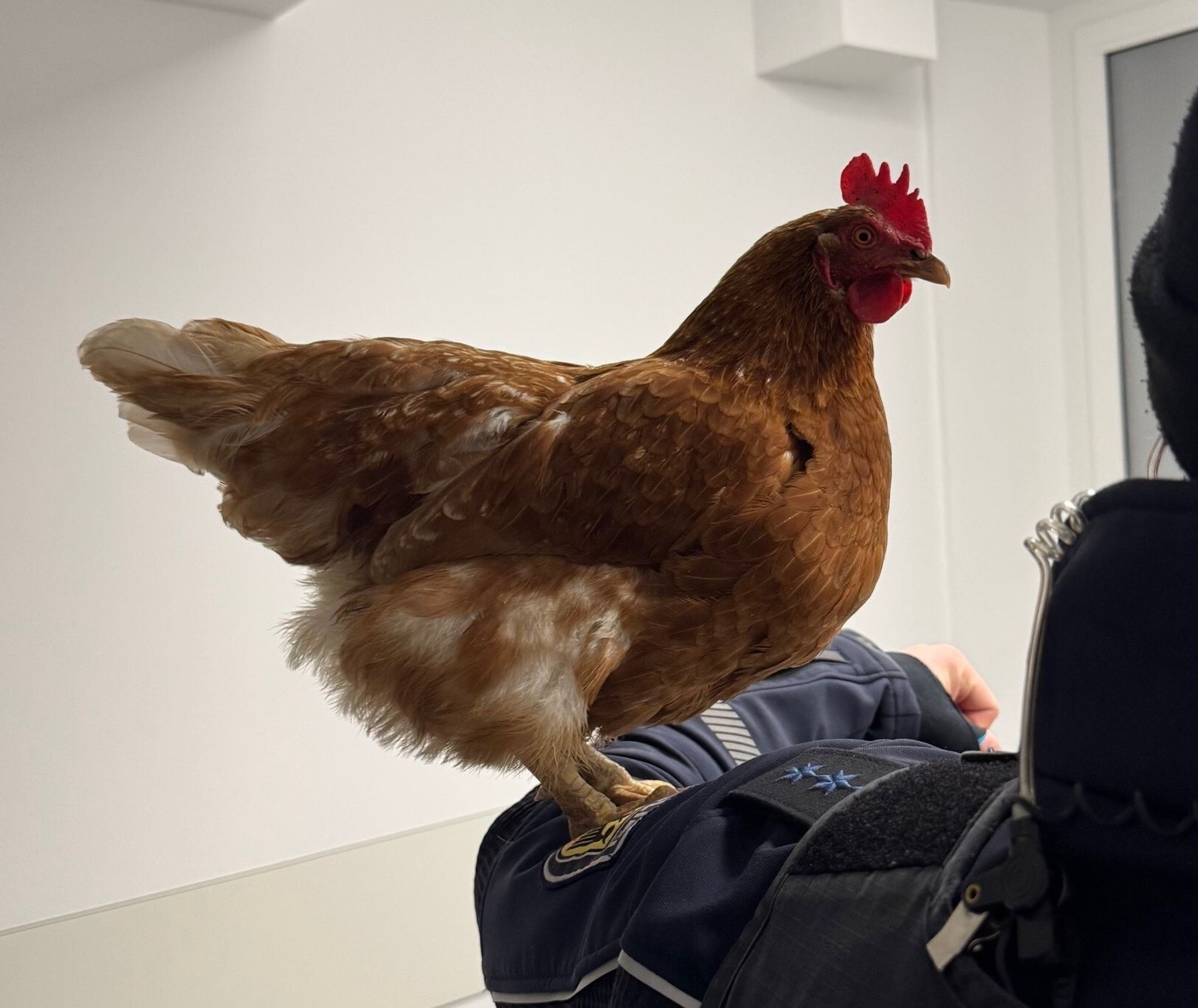 Gefiederter Gast am Bahnhof – Polizei nimmt Huhn auf