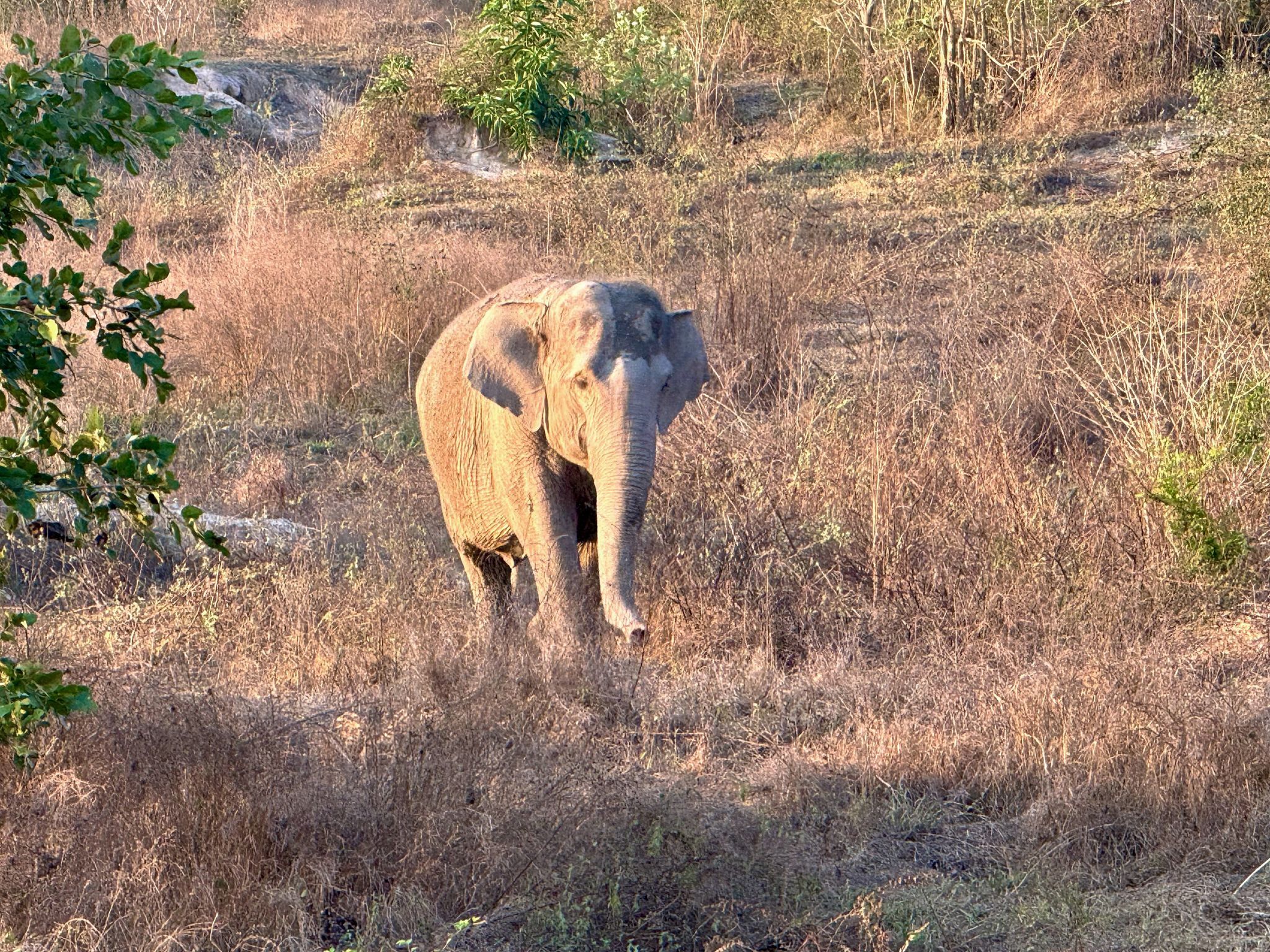 Wilder Elefant tötet Camper in thailändischem Nationalpark